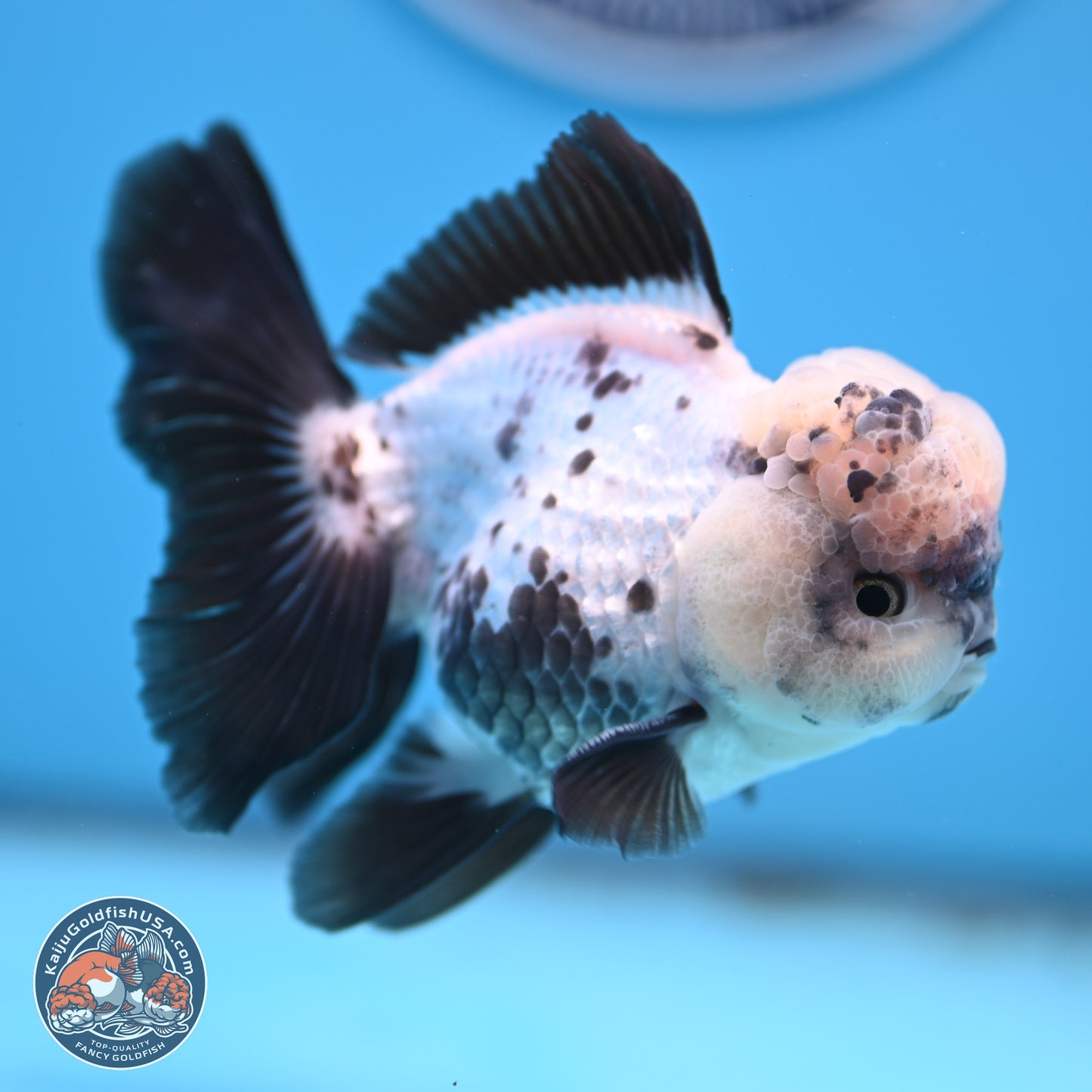 Panda Rose Tail Oranda 4.5 inches - Male (241206_OR09) - Kaiju Goldfish USA