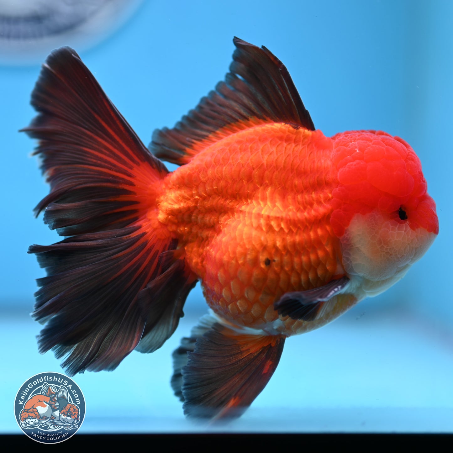 Ranchu inch Body (250812_RC02)