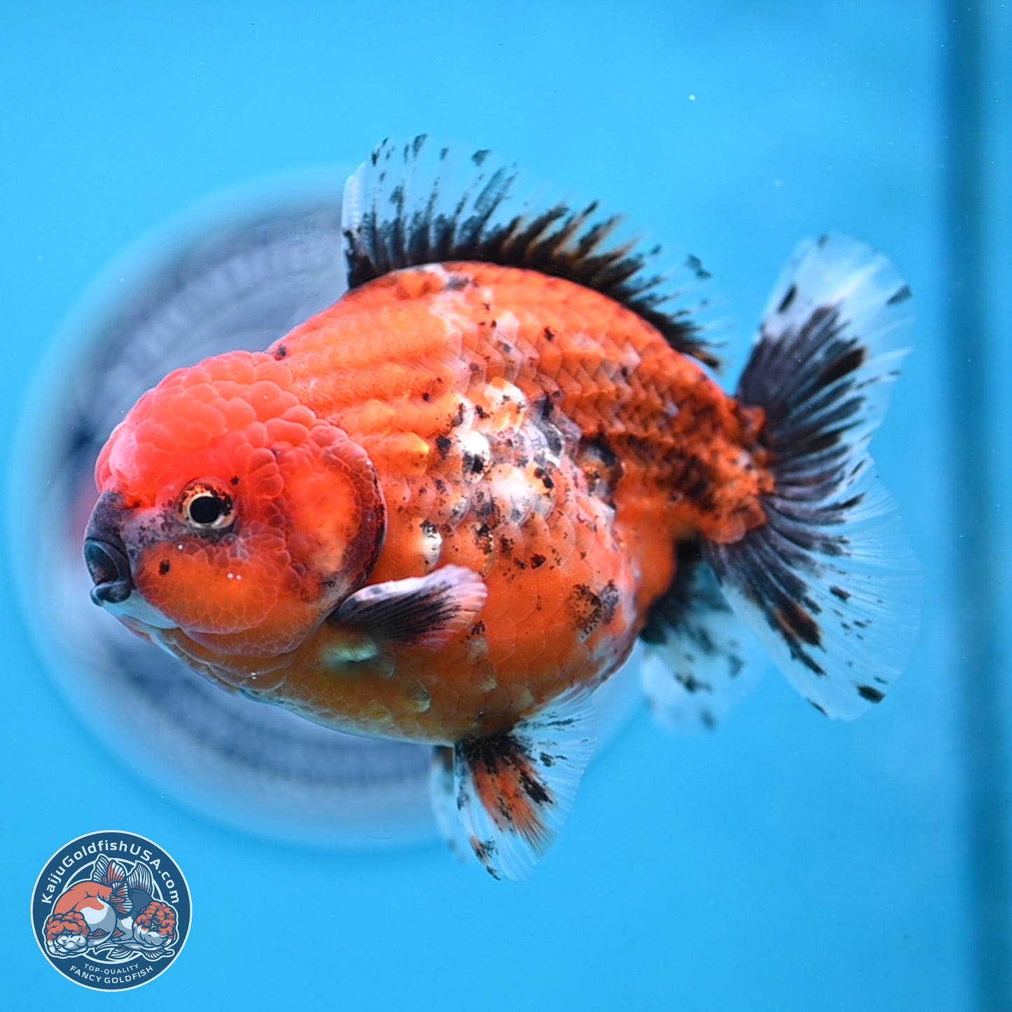 Shogun Tiger Oranda 4 inches Body - Male (250207_OR09)