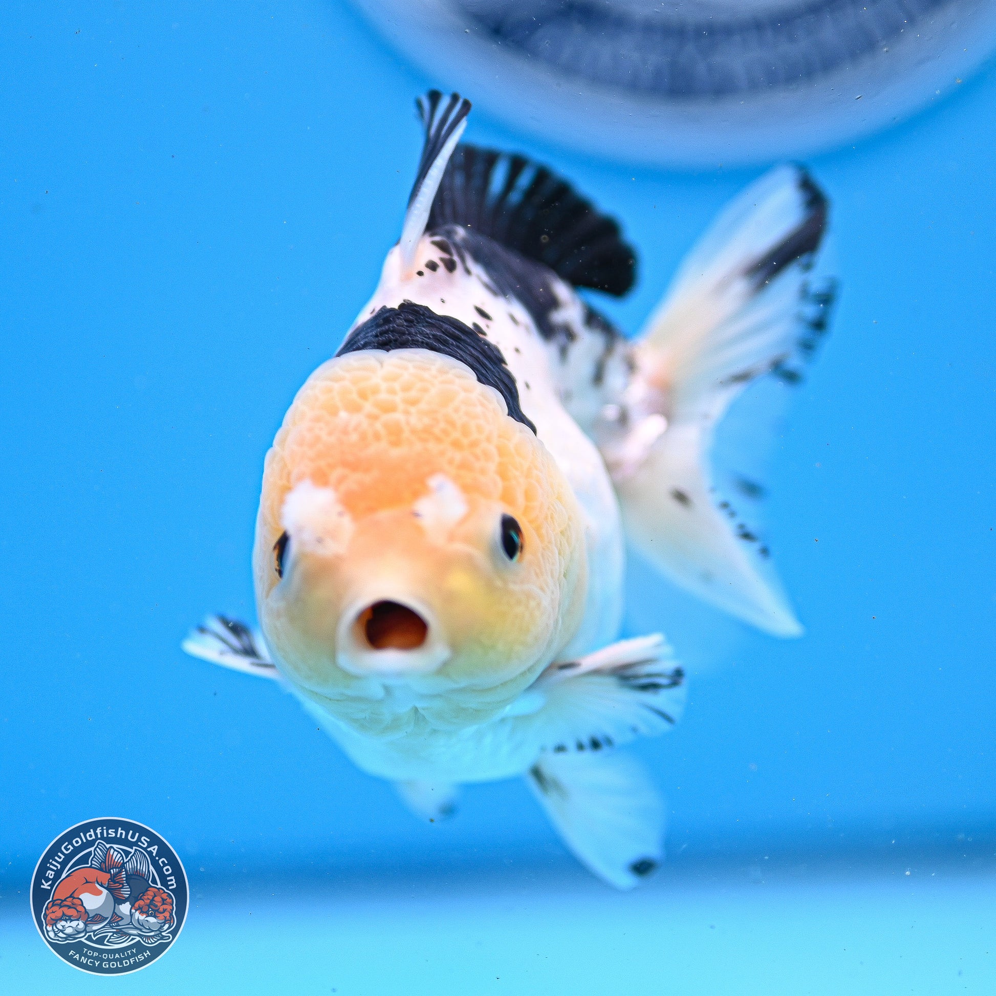 Panda YuanBao Oranda 3.25in Body (240830_OR09) - Kaiju Goldfish USA