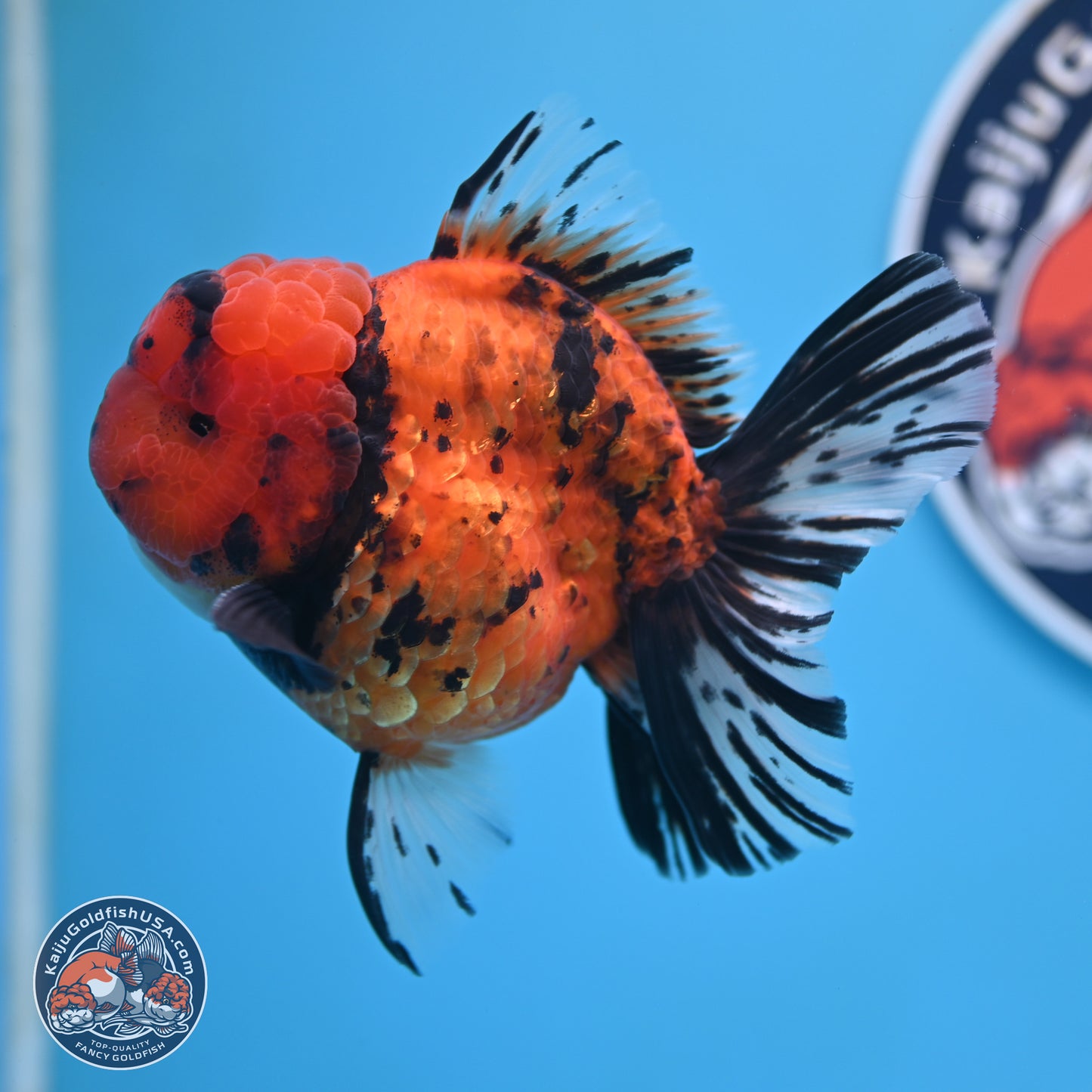 A Grade Shogun Tiger Rose Tail Oranda 4-4.5 inches (240906_OR09) - Kaiju Goldfish USA