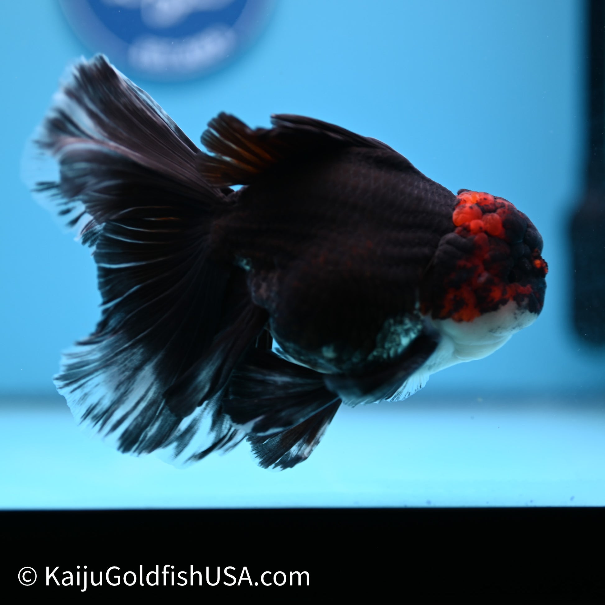 Tricolor Butterfly Tail Oranda 4in Body (240621_OR09) - Kaiju Goldfish USA