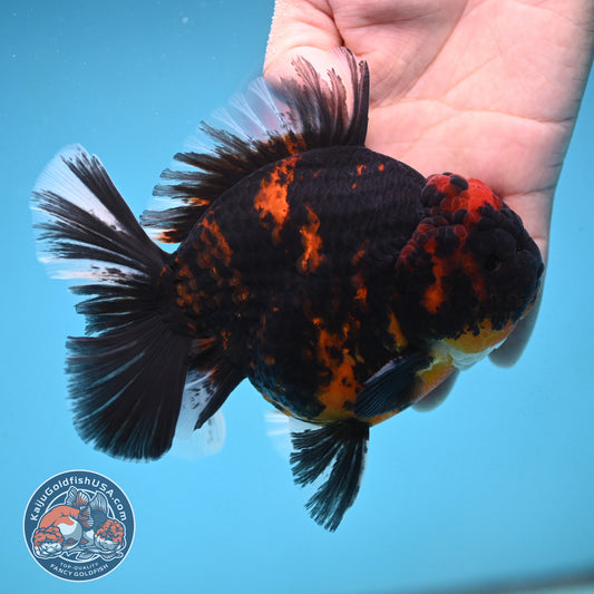 Heavy Ink Tiger Oranda 4.5 inch Body (250912_OR09)