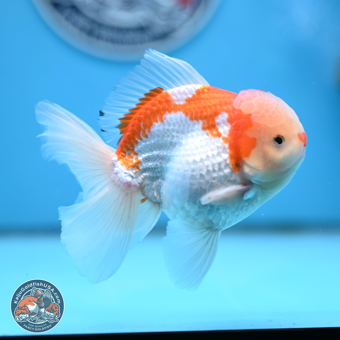 Red White Rose Tail Oranda 4 inches Body - Male (250404_OR09)