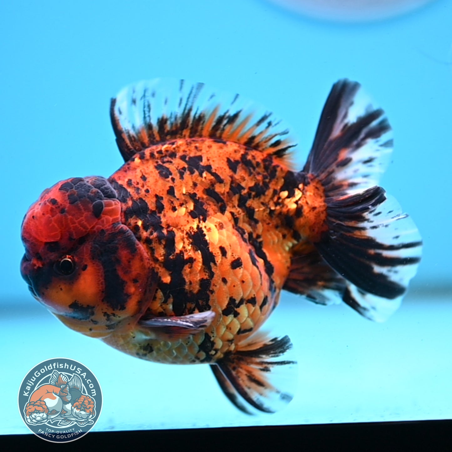 Shogun Tiger Oranda 4 inches Body - Male (250418_OR09)