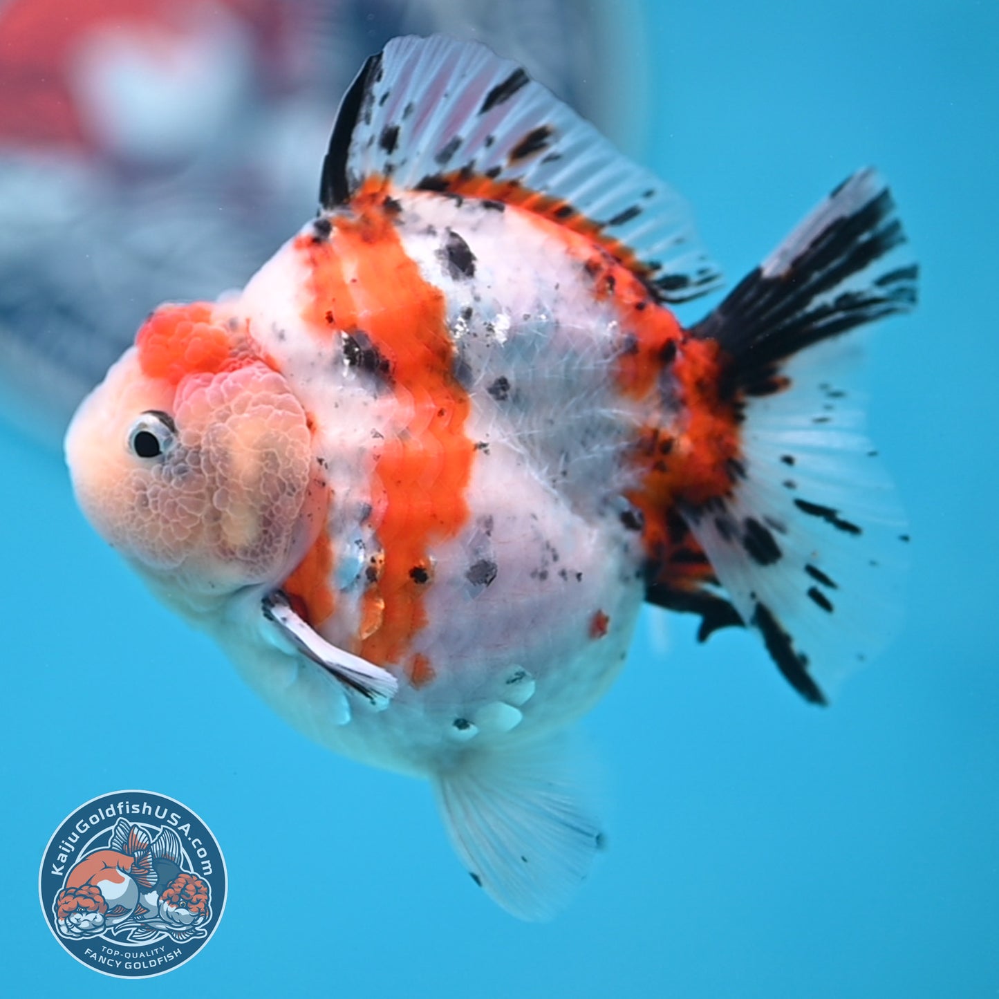 Shogun High Back Calico Oranda 3.5 inches Body (250530_OR09)