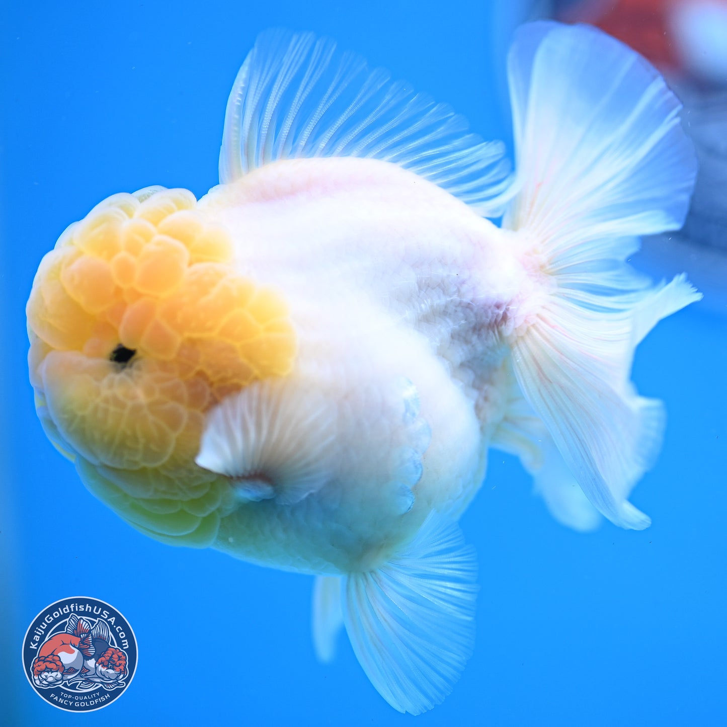 Lemon Head Sakura Rose Tail Oranda 3.5 inches Body - Male (250214_OR09)