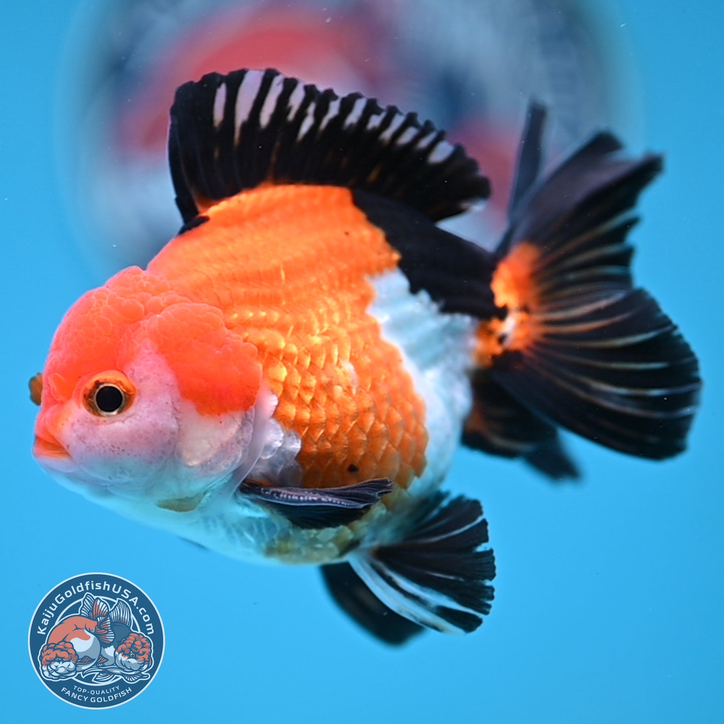 Tricolor Oranda 3 inches Body (250606_OR09)
