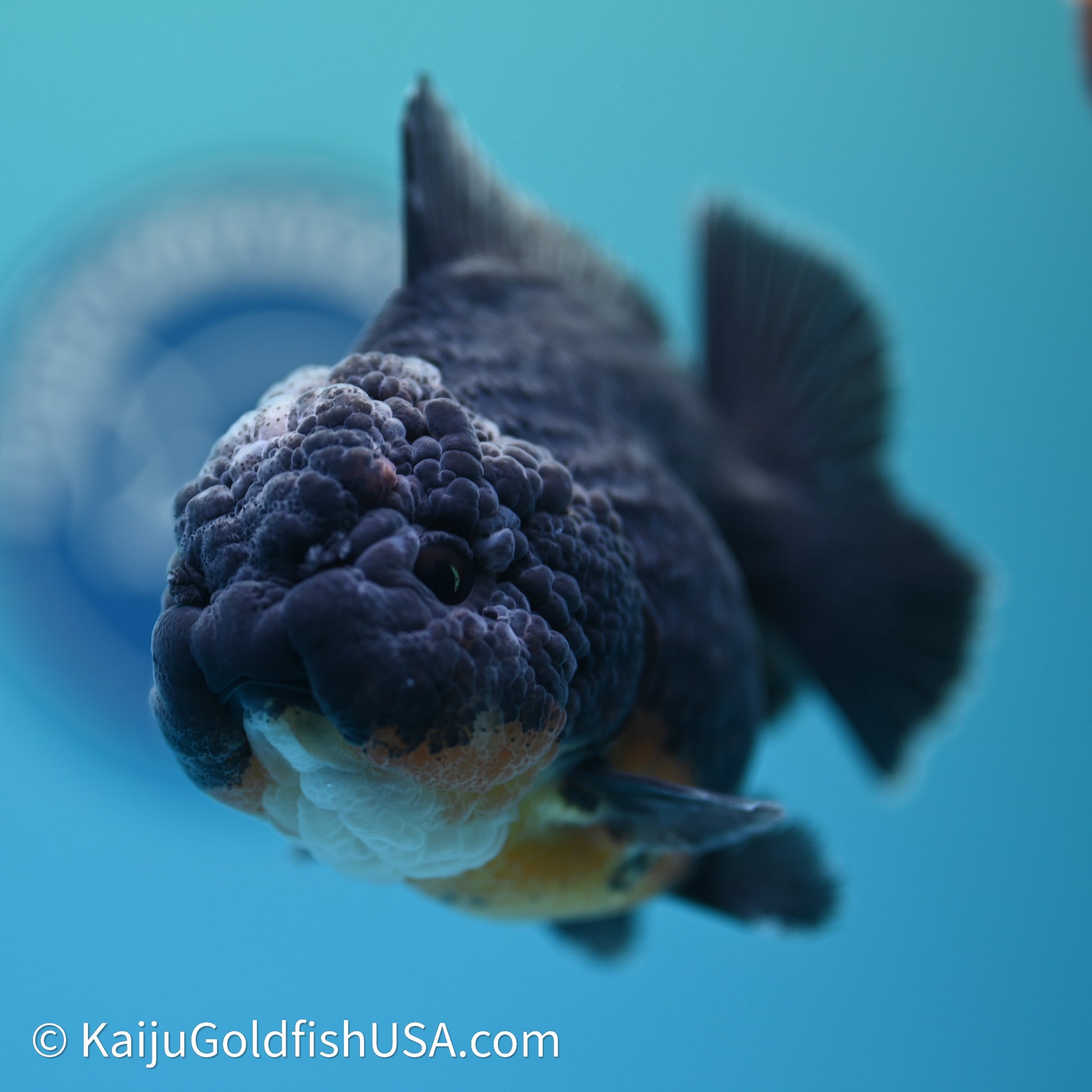 Shogun Godzilla Kirin Oranda 3.75in Body (240614_OR09) - Kaiju Goldfish USA