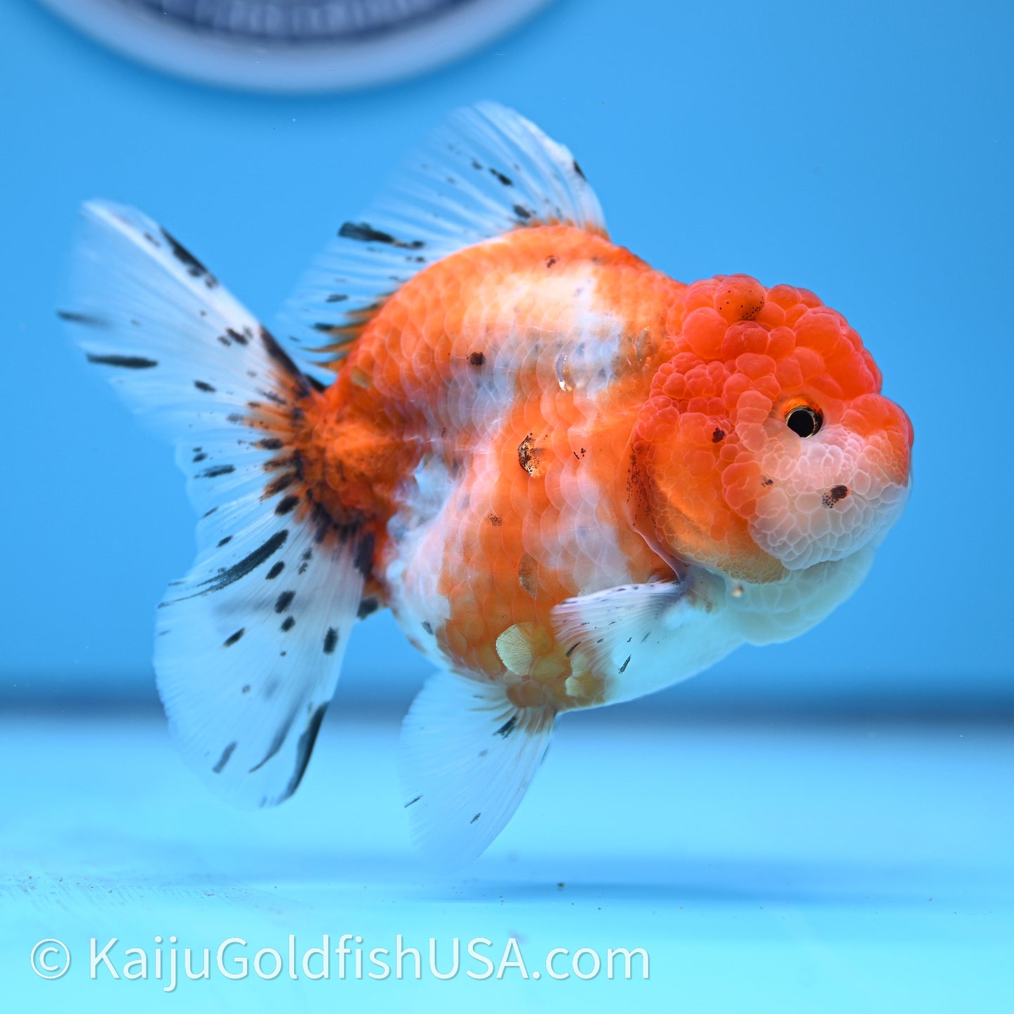 Shogun Godzilla Tricolor Sakura Oranda 3.25in Body (240726_OR09) - Kaiju Goldfish USA