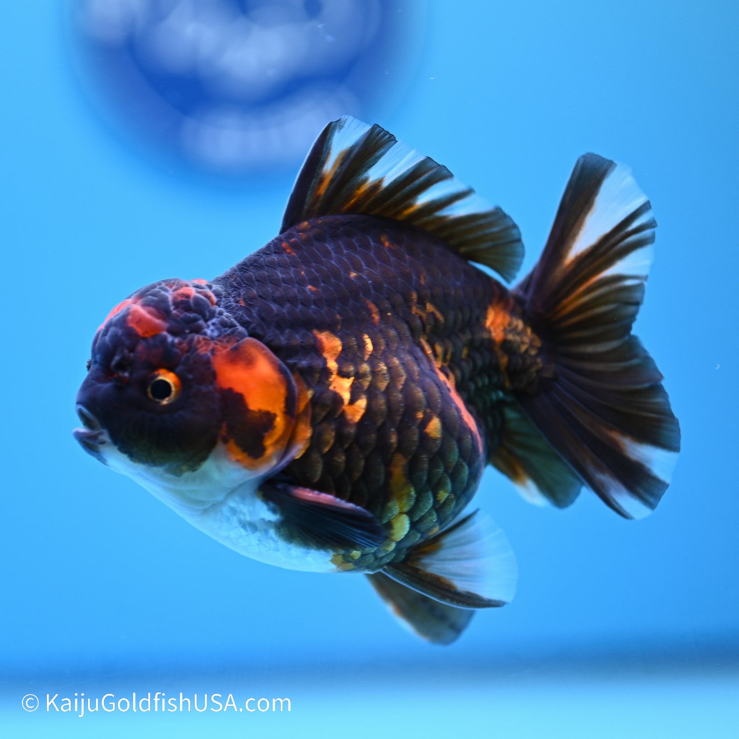 Heavy Ink Tiger YuanBao Oranda 3.5in Body (240524_OR09) - Kaiju Goldfish USA