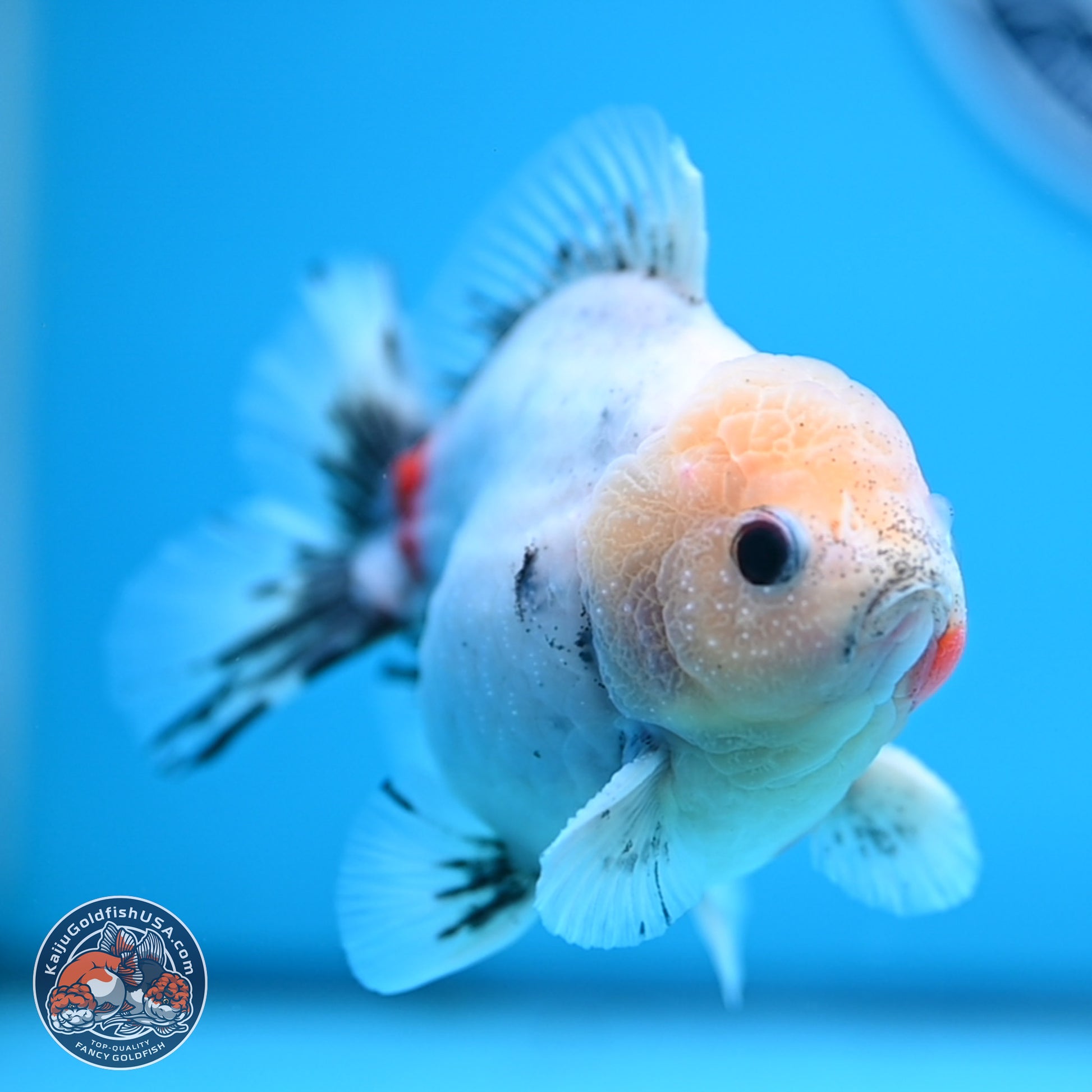 Calico YuanBao Oranda 4.5 inches - Male (241129_OR09) - Kaiju Goldfish USA