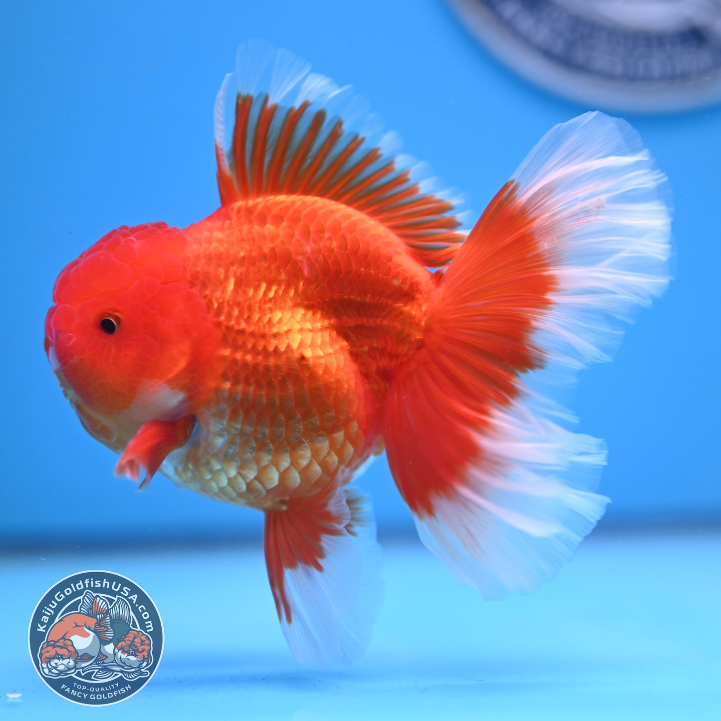 Red White Rose Tail Oranda 3.75 inches Body (250509_OR09)