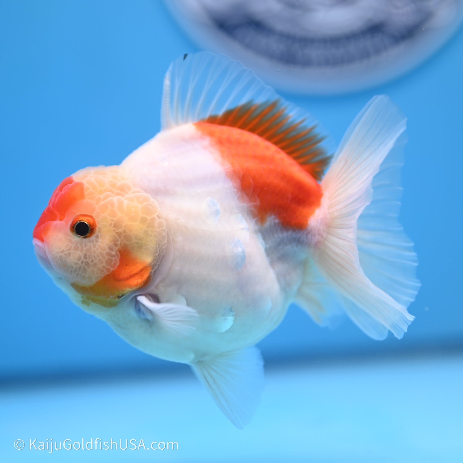 Shogun Godzilla Broad Tail Sakura Oranda 3.5in Body (240719_OR09) - Kaiju Goldfish USA