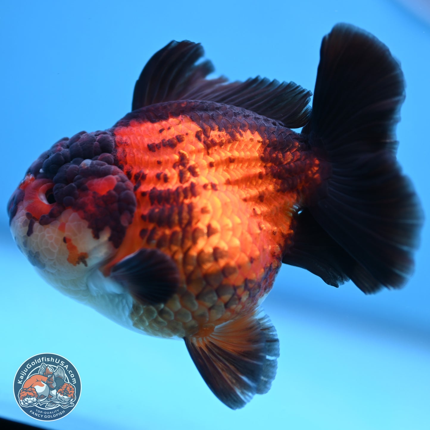 Apache YuanBao Oranda 3.25 inches Body - Male (250103_OR09) - Kaiju Goldfish USA