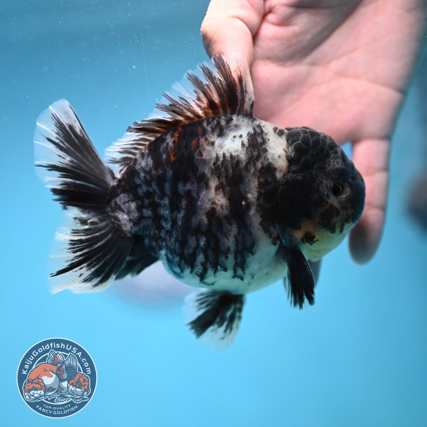 White Tiger Oranda 4 inch Body (250919_OR09)