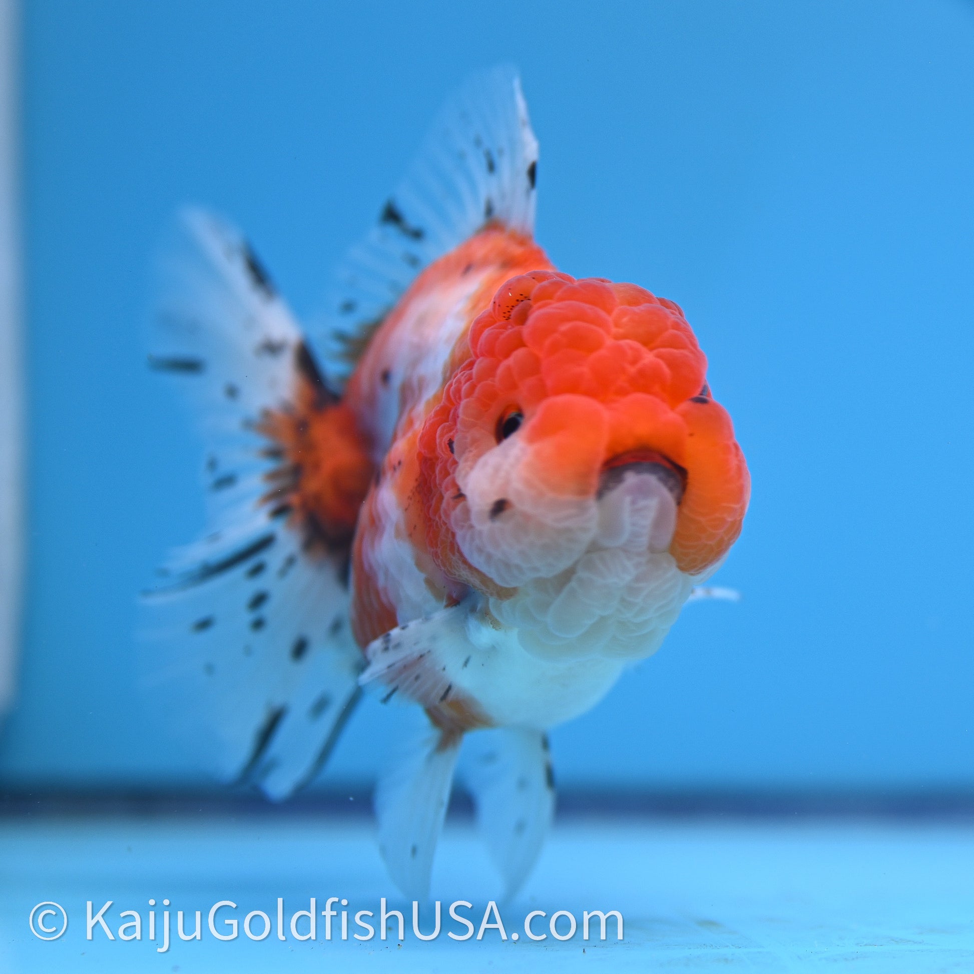 Shogun Godzilla Tricolor Sakura Oranda 3.25in Body (240726_OR09) - Kaiju Goldfish USA