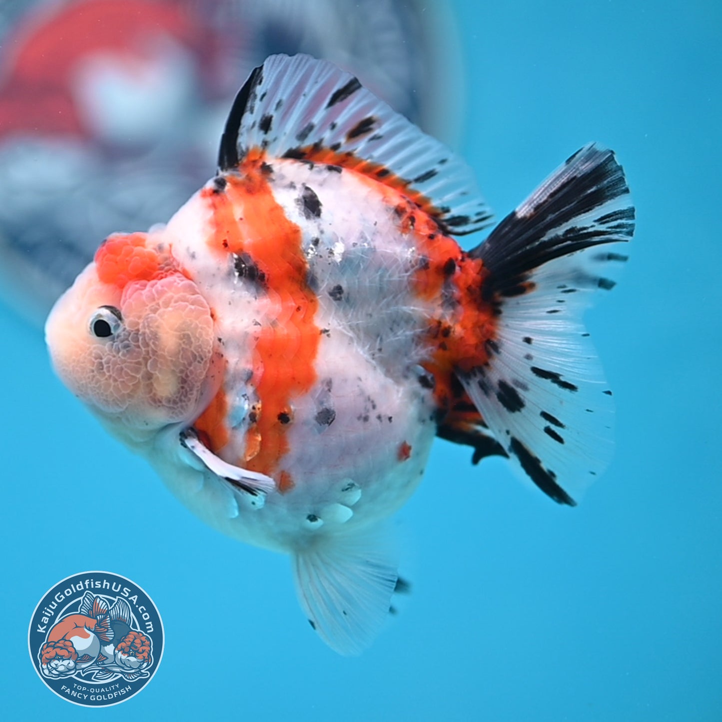 Shogun High Back Calico Oranda 3.5 inches Body (250530_OR09)