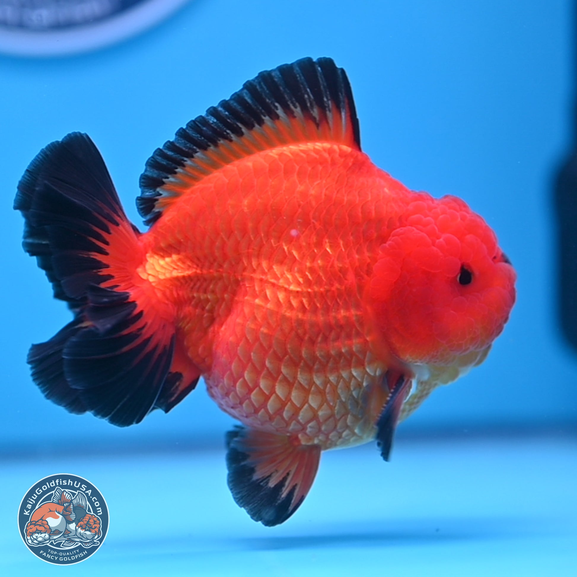 Apache YuanBao Oranda 4 inches Body - Male (241227_OR09) - Kaiju Goldfish USA