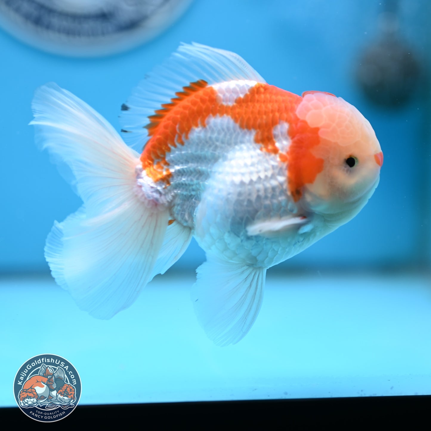 Red White Rose Tail Oranda 4 inches Body - Male (250404_OR09)