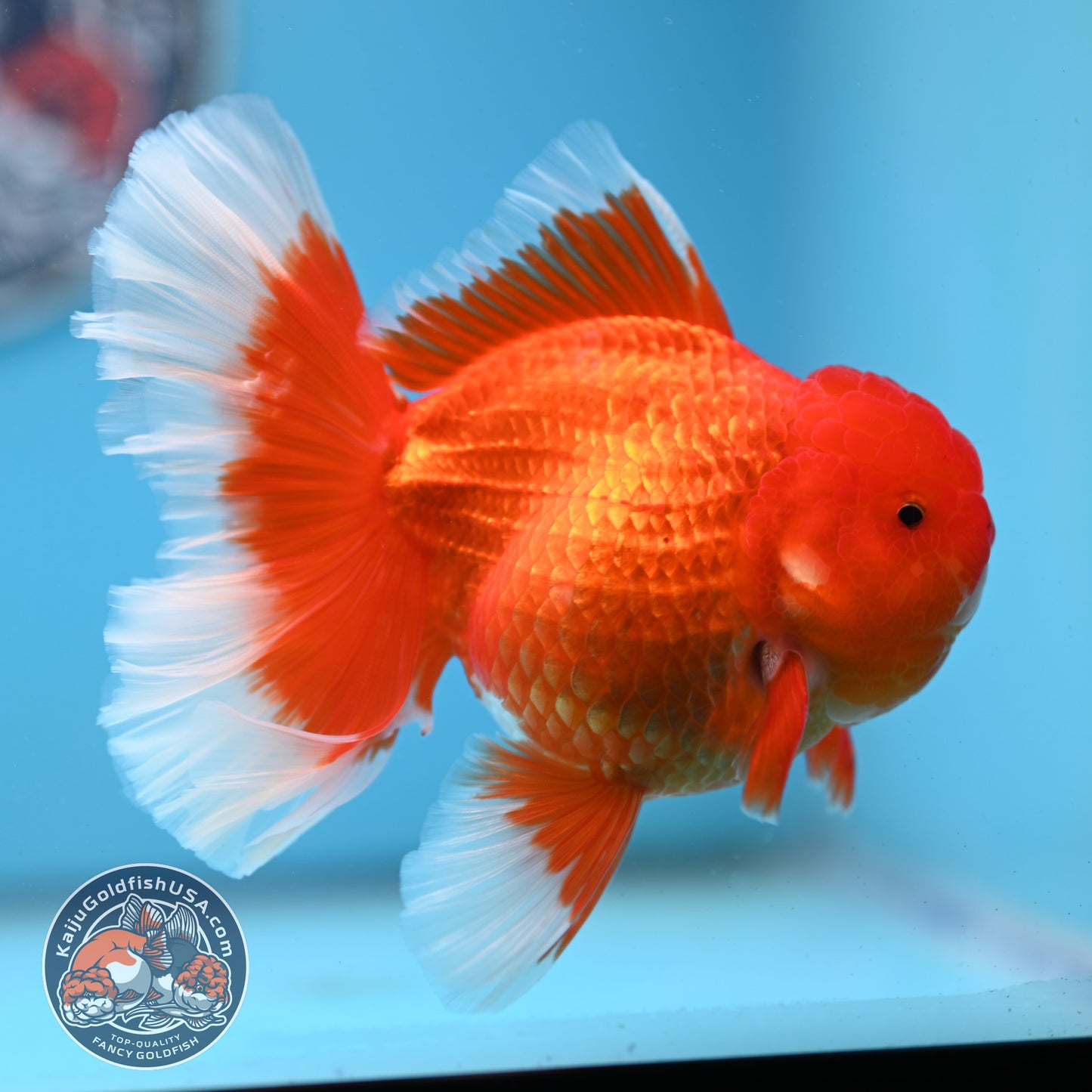 Red White Rose Tail Oranda 3.75 inches Body (250509_OR09)