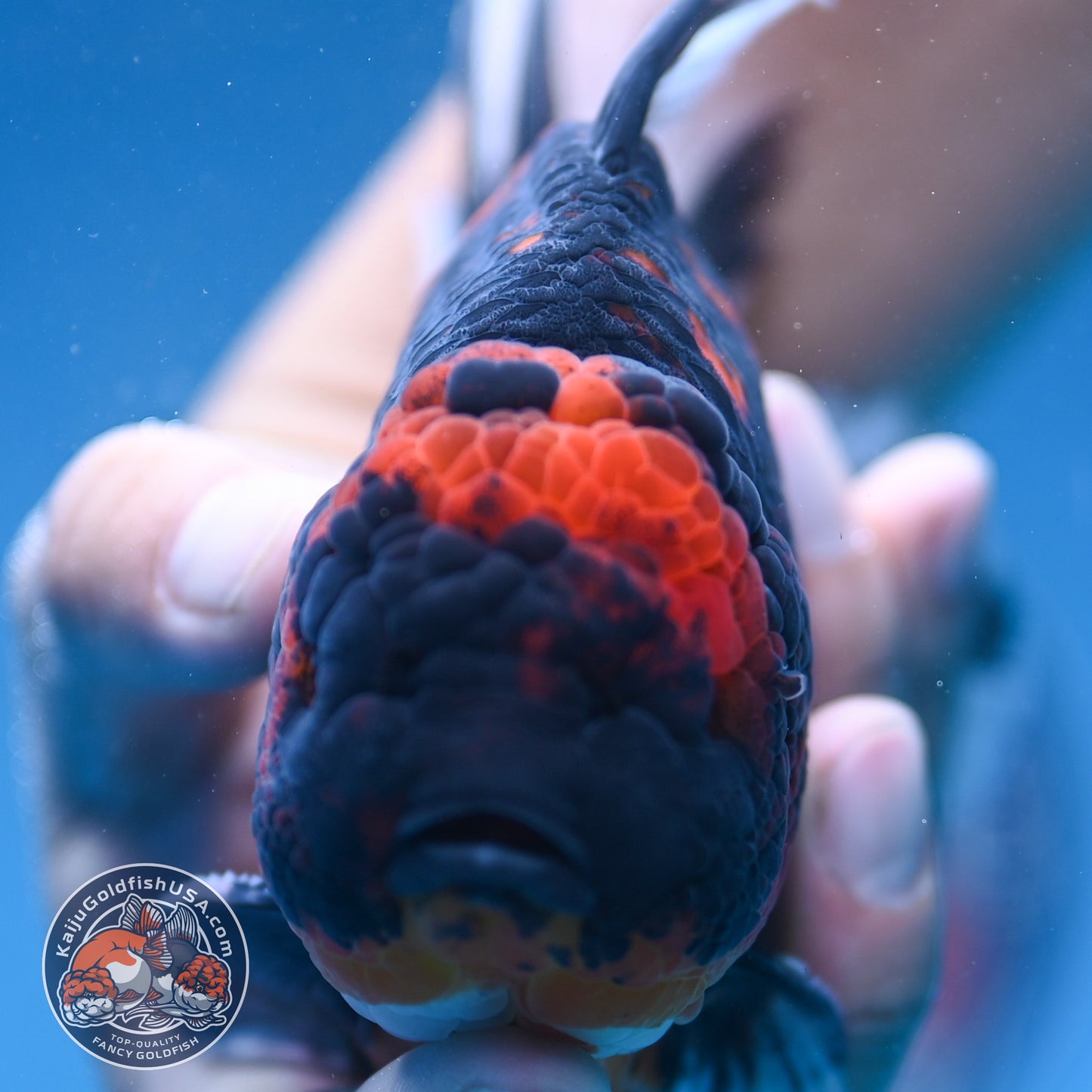 Heavy Ink Tiger Oranda 4.5 inch Body (250912_OR09)
