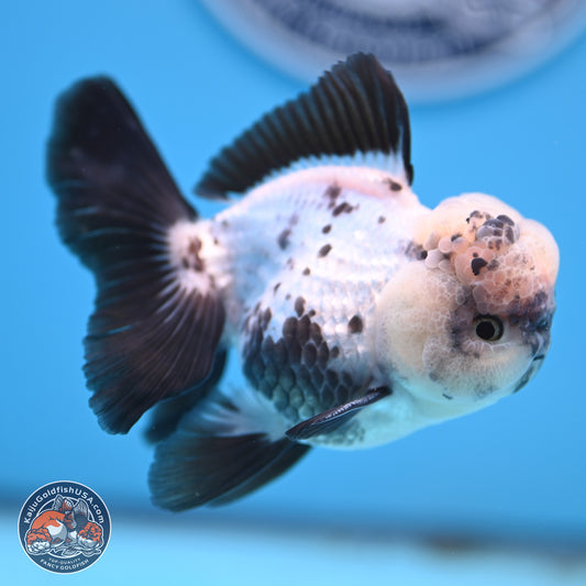 Panda Rose Tail Oranda 4.5 inches - Male (241206_OR09) - Kaiju Goldfish USA