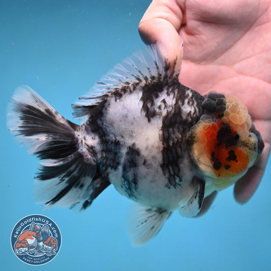 Tricolor Rose Tail Oranda 4 inch Body (251003_OR09)