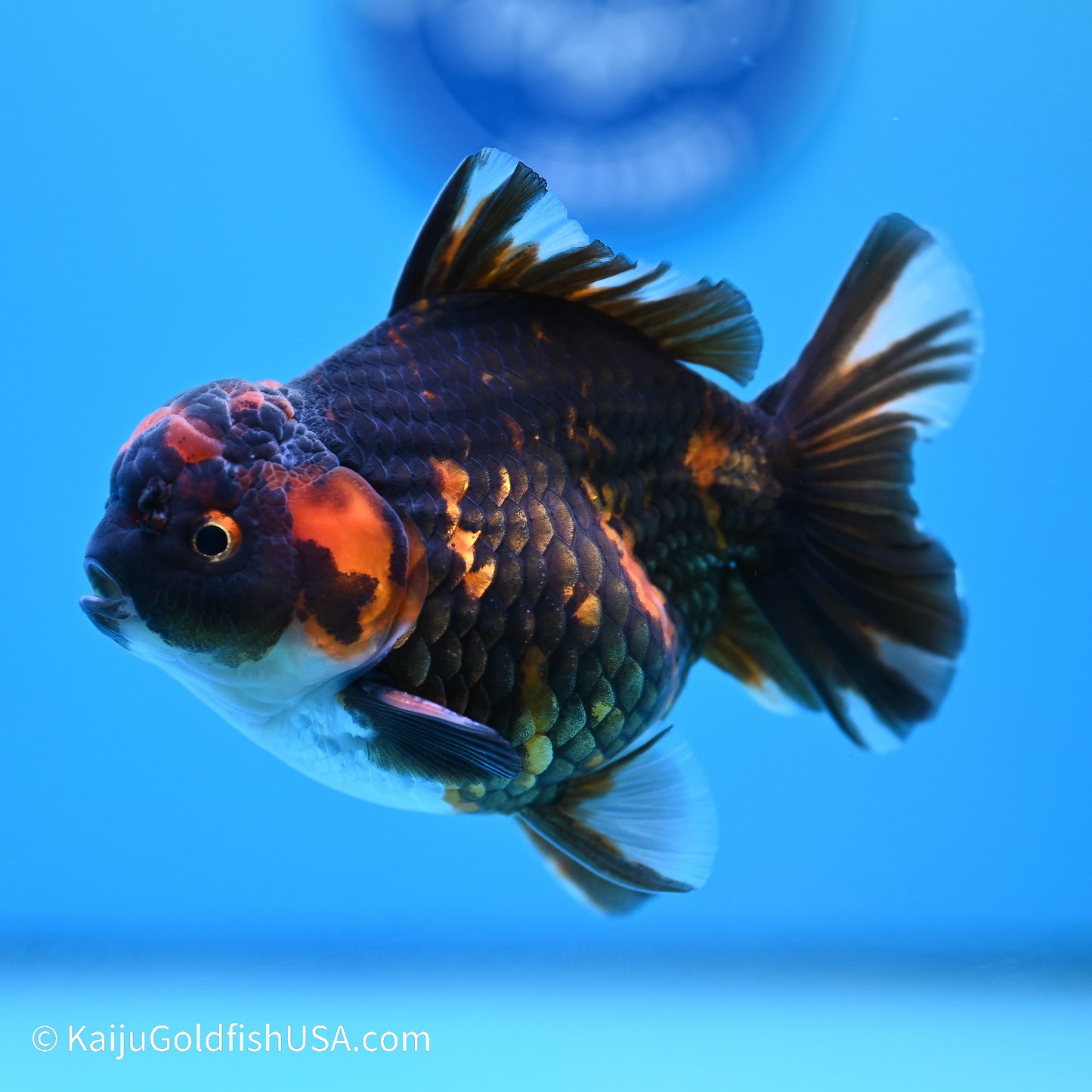 Heavy Ink Tiger YuanBao Oranda 3.5in Body (240524_OR09) - Kaiju Goldfish USA