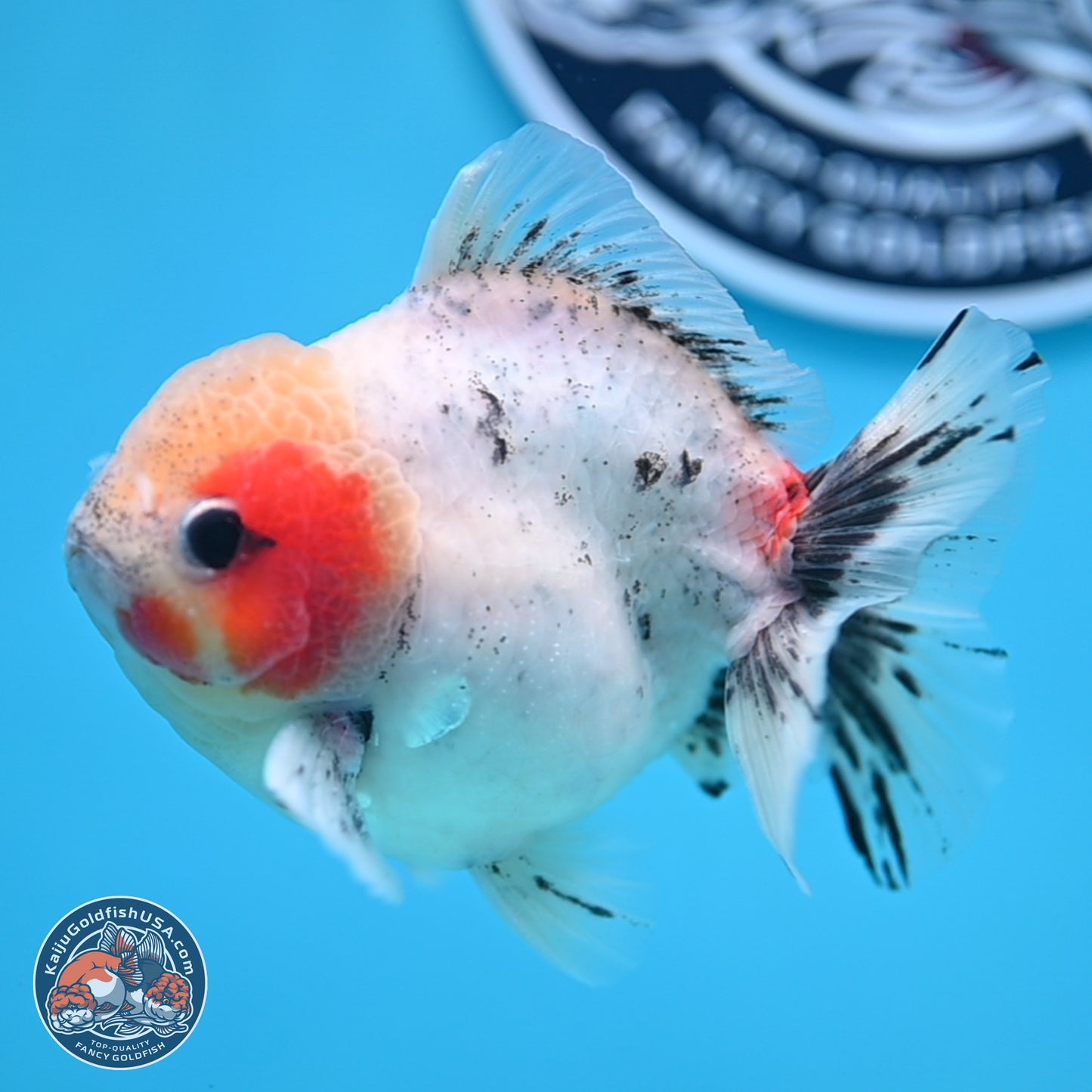 Calico YuanBao Oranda 4.5 inches - Male (241129_OR09) - Kaiju Goldfish USA