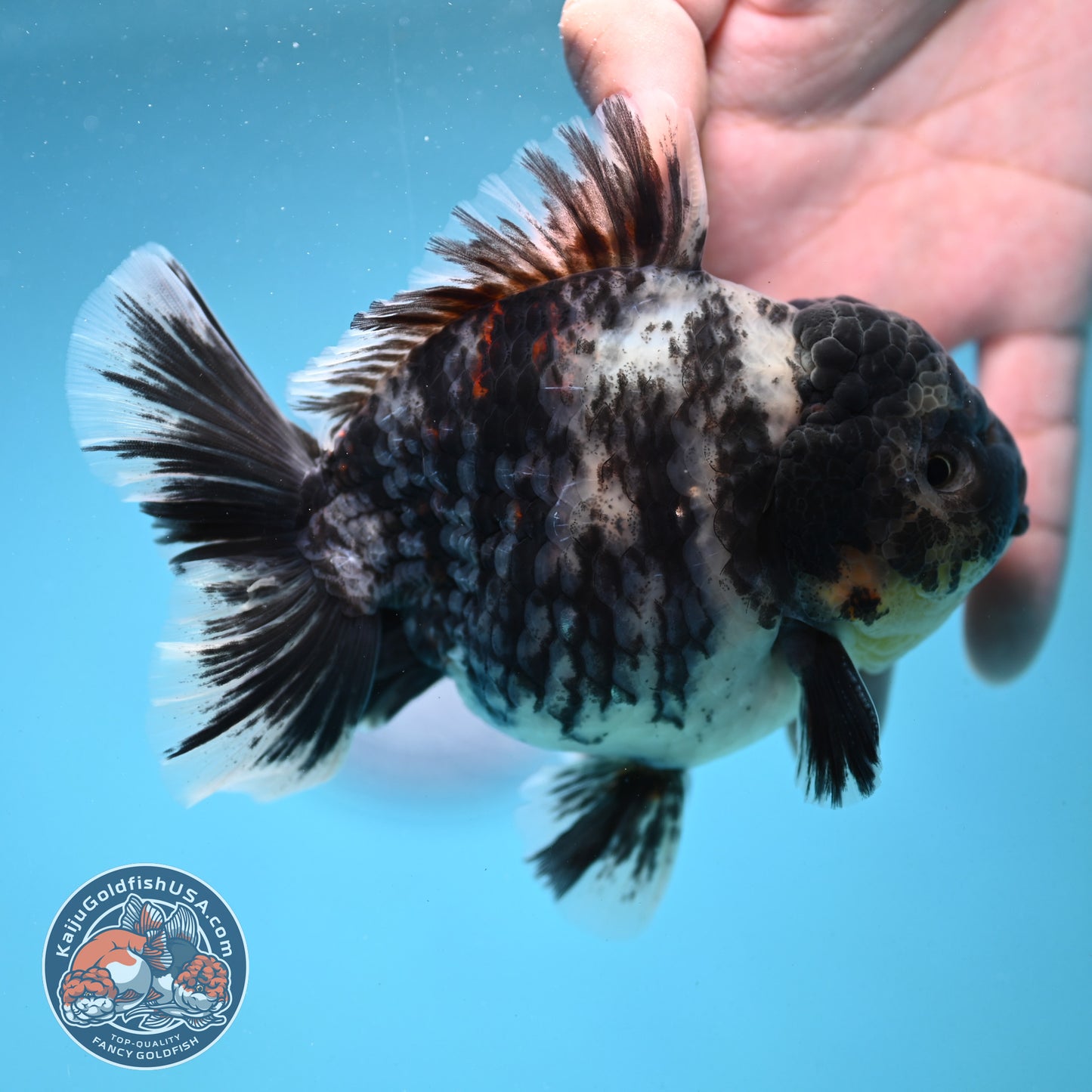 White Tiger Oranda 4 inch Body (250919_OR09)