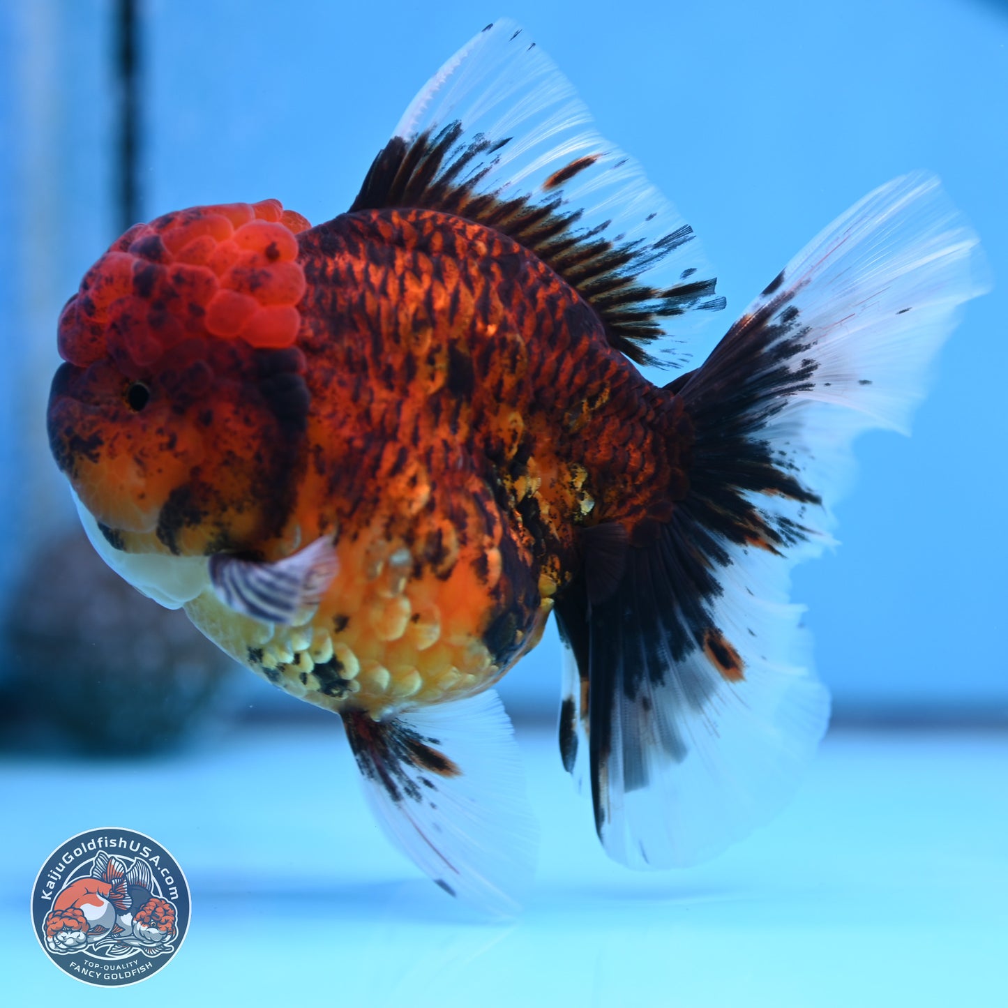 Red Kirin Rose Tail Oranda 3.75 inches Body - Female (250314_OR09)