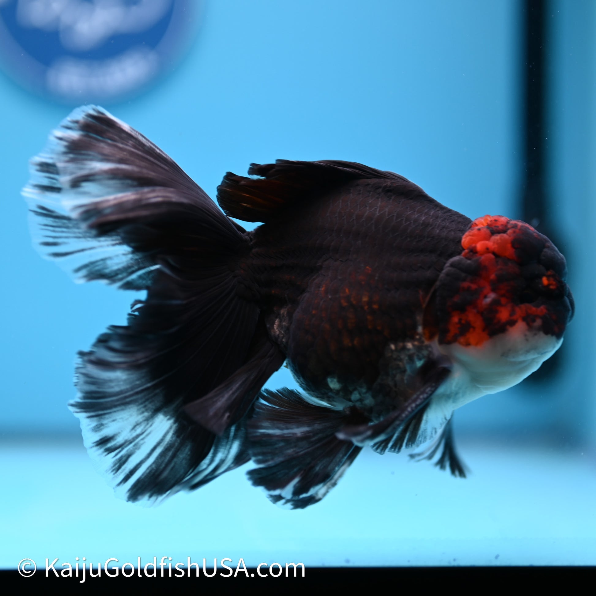 Tricolor Butterfly Tail Oranda 4in Body (240621_OR09) - Kaiju Goldfish USA