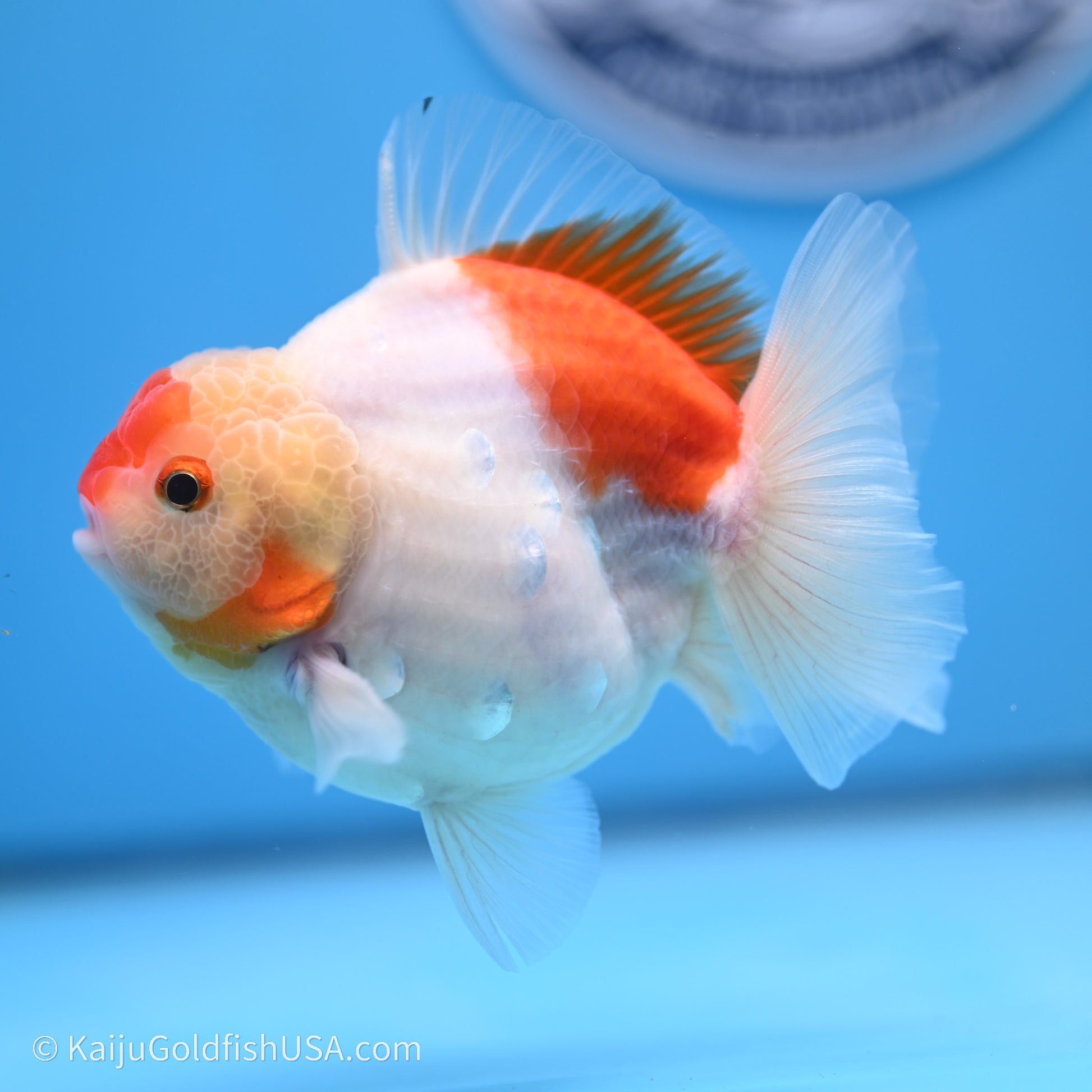 Shogun Godzilla Broad Tail Sakura Oranda 3.5in Body (240719_OR09) - Kaiju Goldfish USA