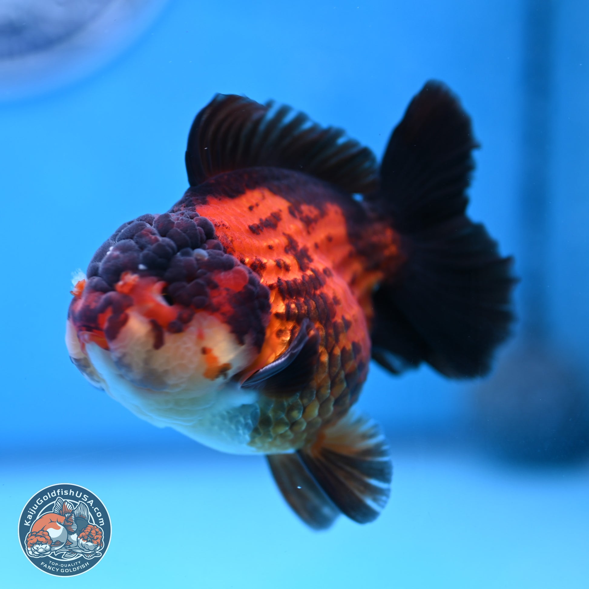 Apache YuanBao Oranda 3.25 inches Body - Male (250103_OR09) - Kaiju Goldfish USA