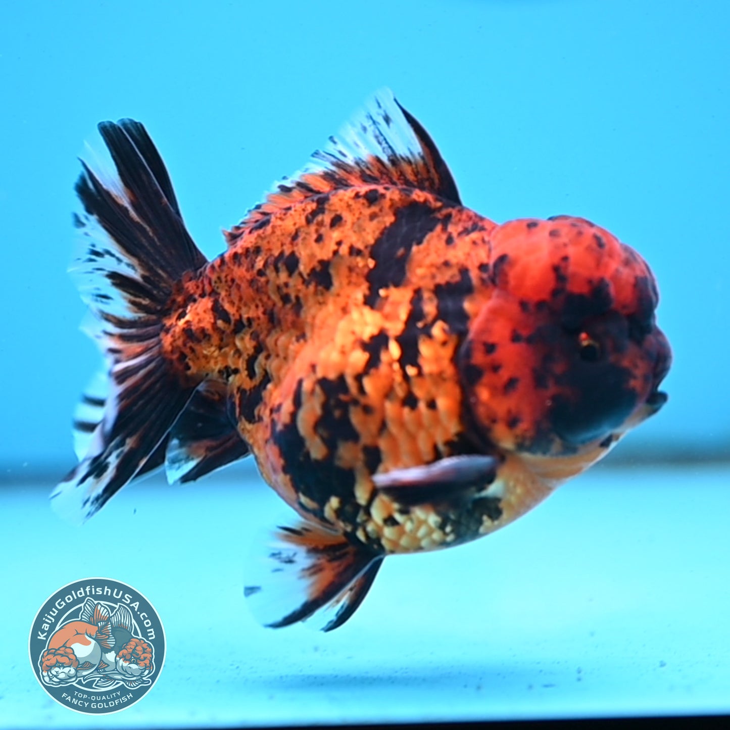 Shogun Tiger Oranda 4 inches Body - Male (250418_OR09)