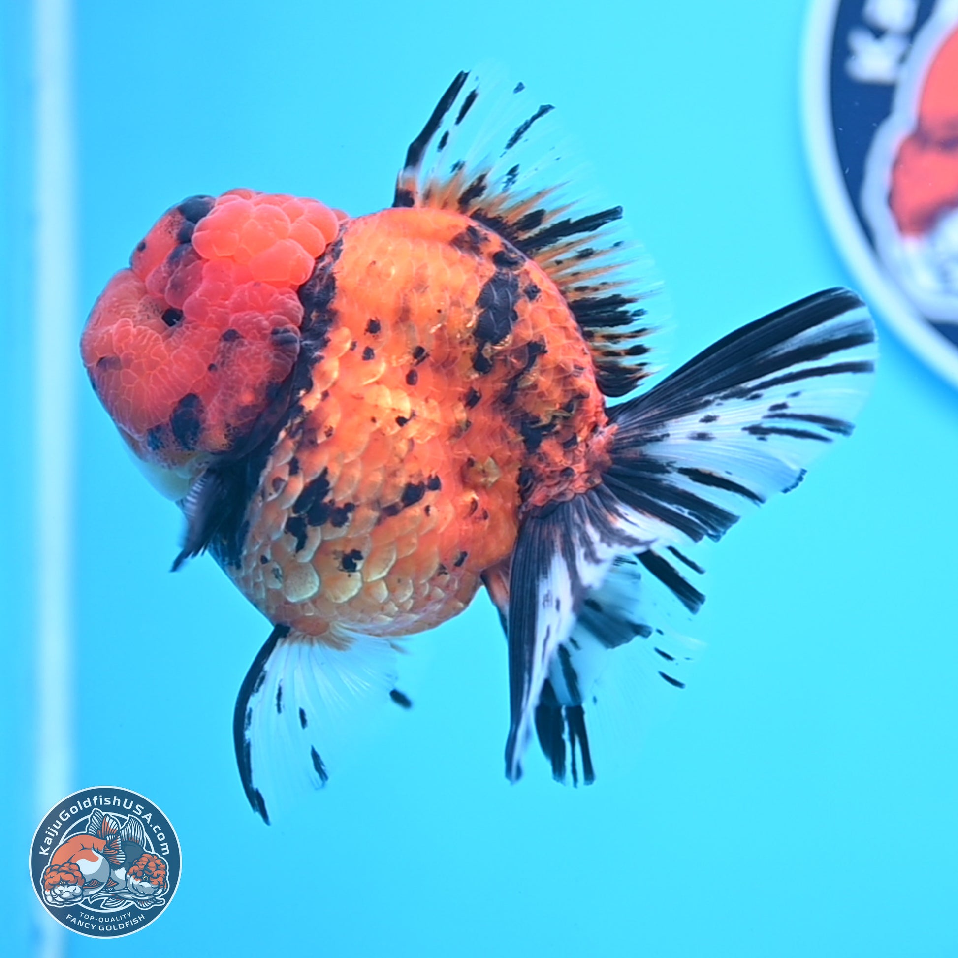 A Grade Shogun Tiger Rose Tail Oranda 4-4.5 inches (240906_OR09) - Kaiju Goldfish USA