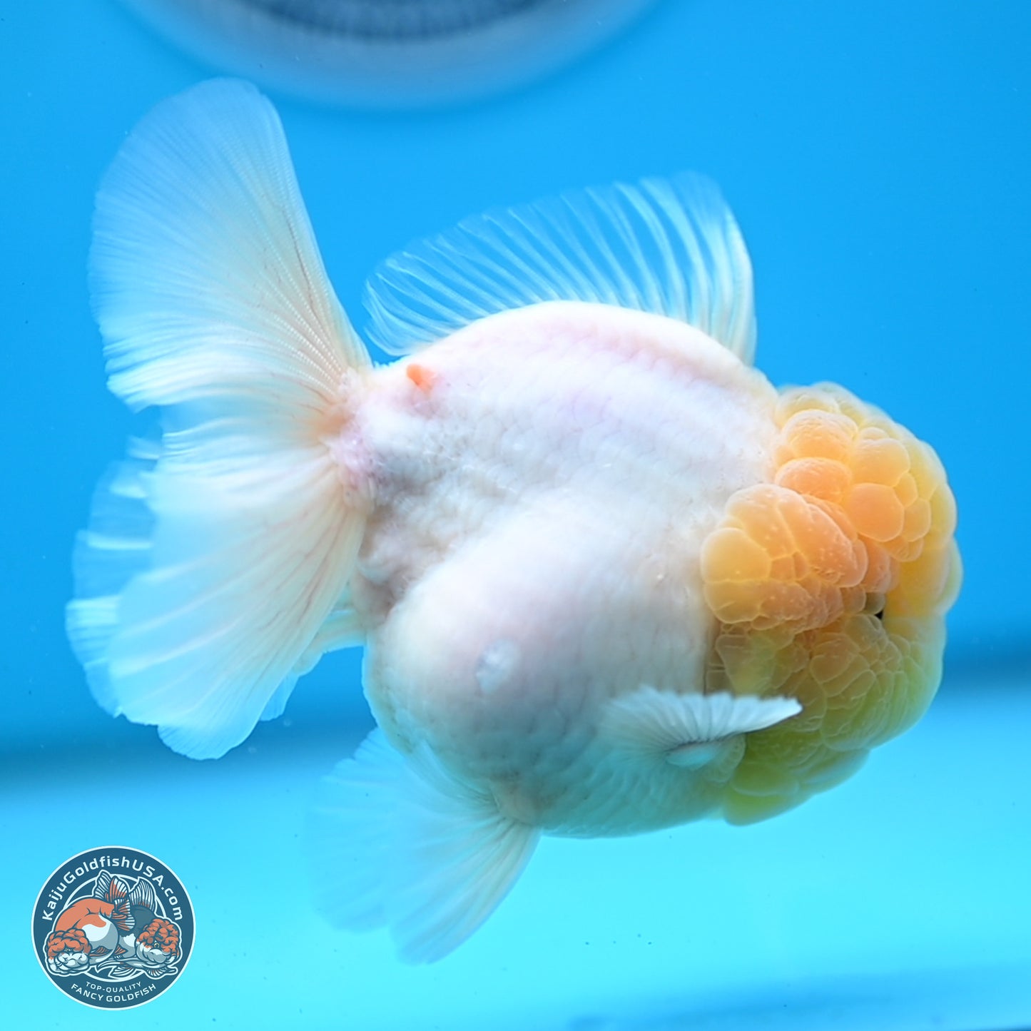 Lemon Head Sakura Rose Tail Oranda 3.5 inches Body - Male (250214_OR09)