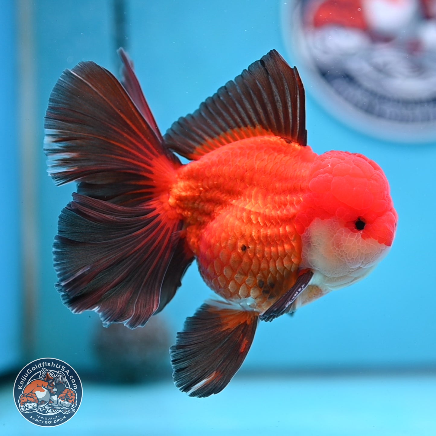 Ranchu inch Body (250812_RC02)