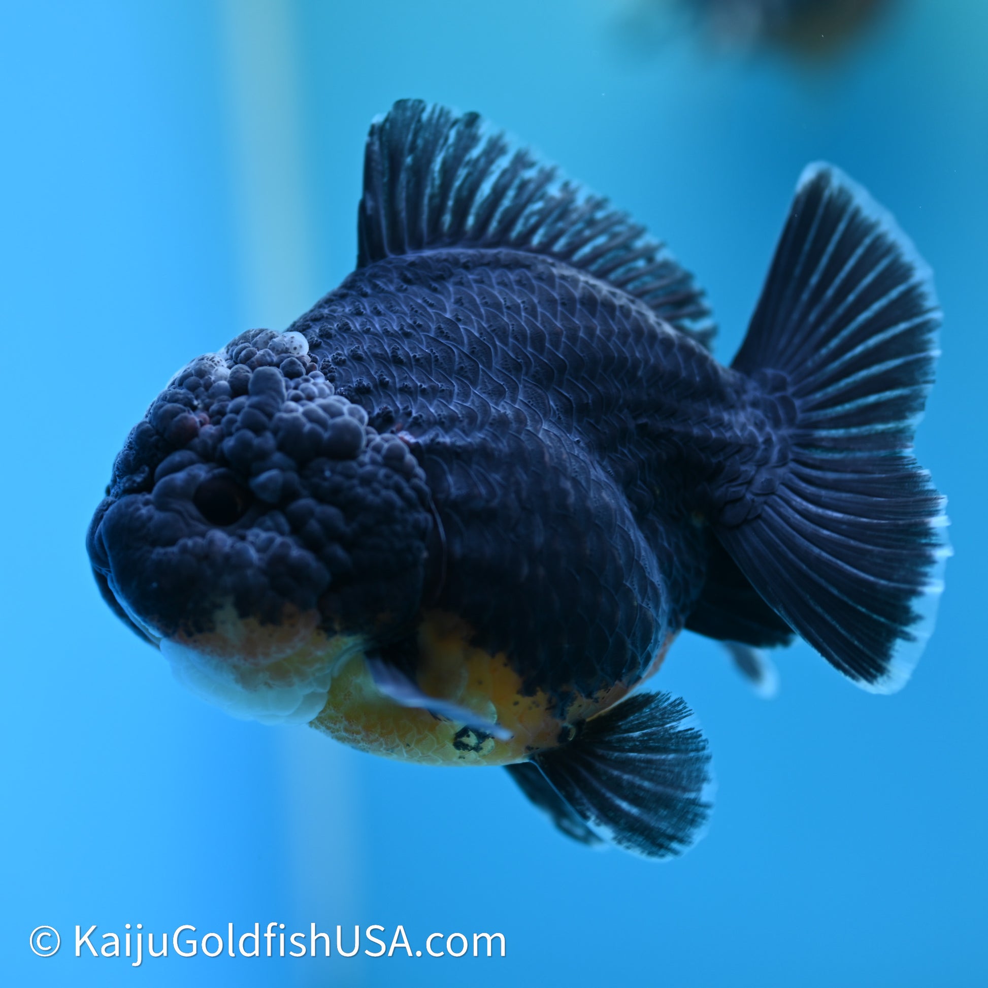 Shogun Godzilla Kirin Oranda 3.75in Body (240614_OR09) - Kaiju Goldfish USA