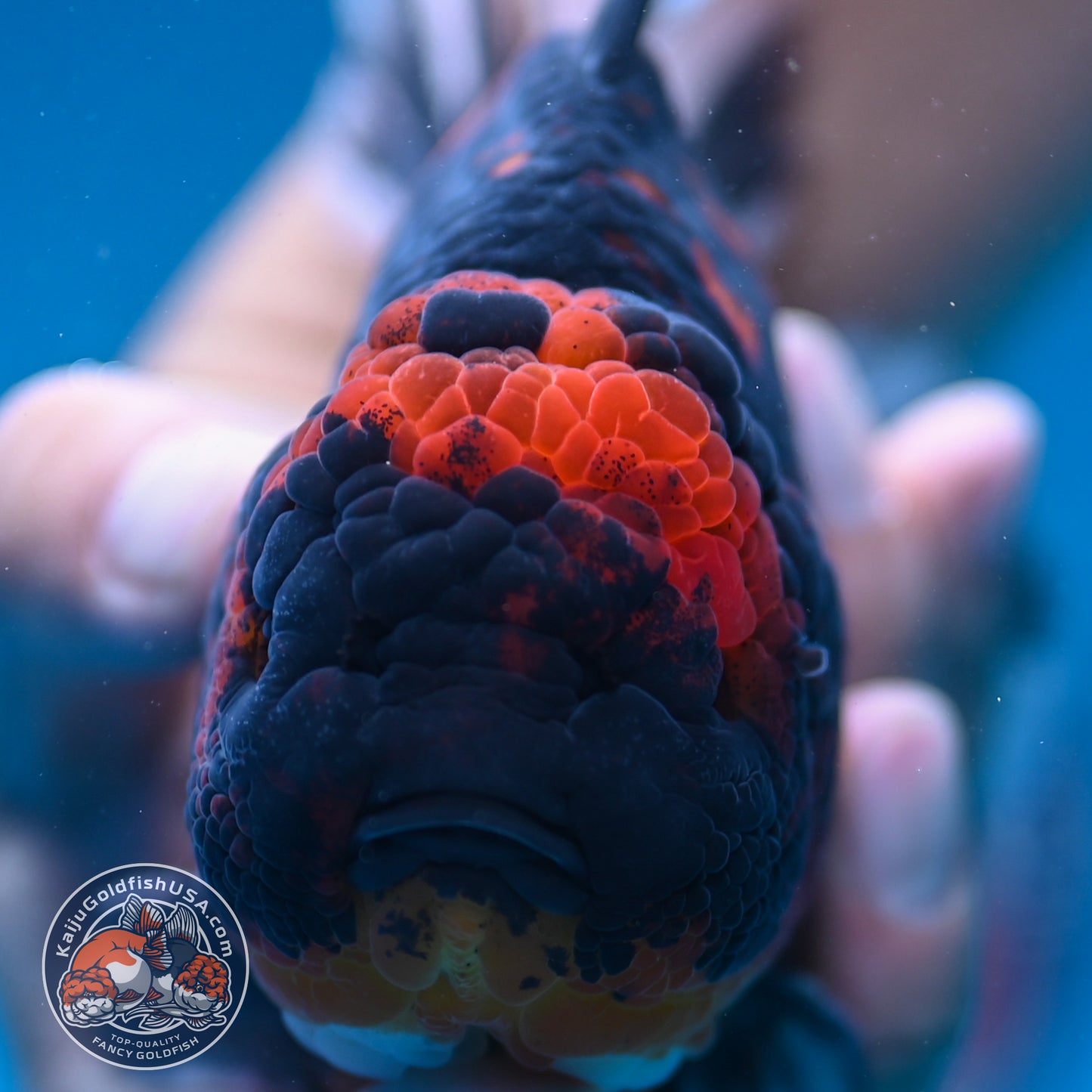 Heavy Ink Tiger Oranda 4.5 inch Body (250912_OR09)