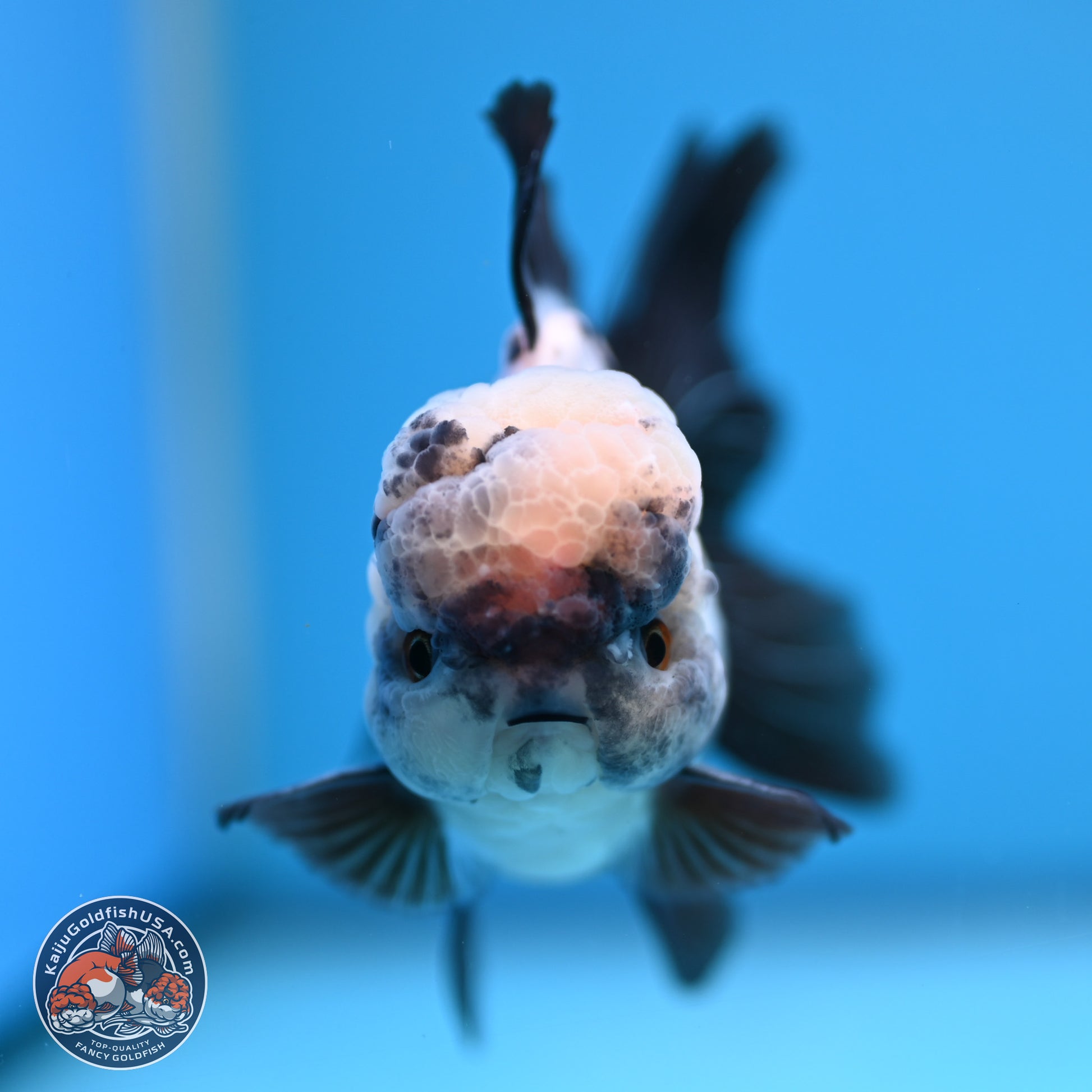 Panda Rose Tail Oranda 4.5 inches - Male (241206_OR09) - Kaiju Goldfish USA