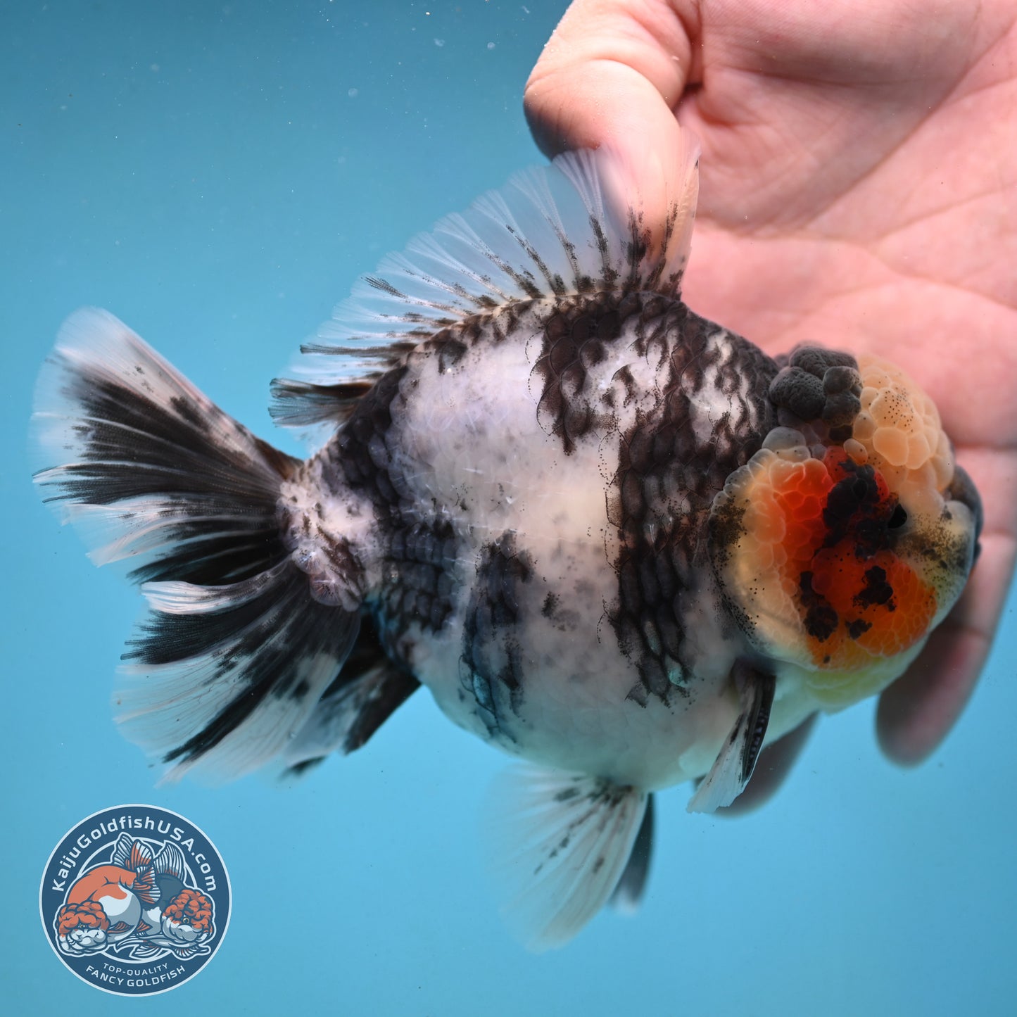 Tricolor Rose Tail Oranda 4 inch Body (251003_OR09)