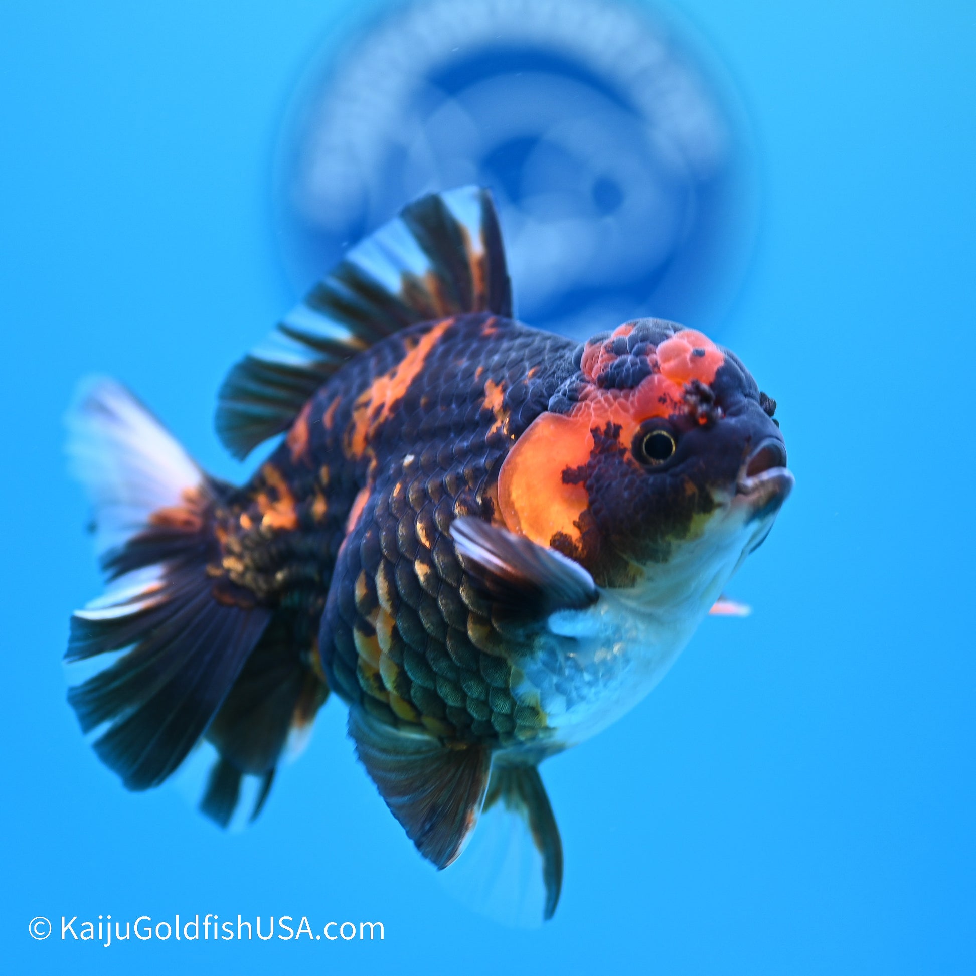 Heavy Ink Tiger YuanBao Oranda 3.5in Body (240524_OR09) - Kaiju Goldfish USA