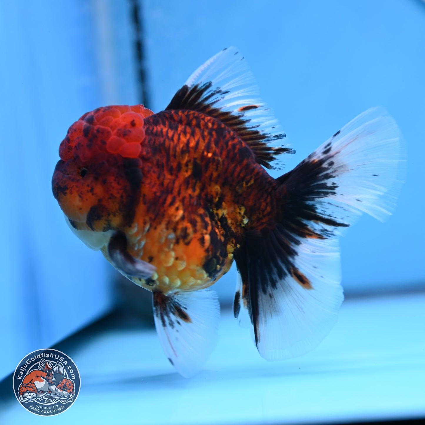 Red Kirin Rose Tail Oranda 3.75 inches Body - Female (250314_OR09)