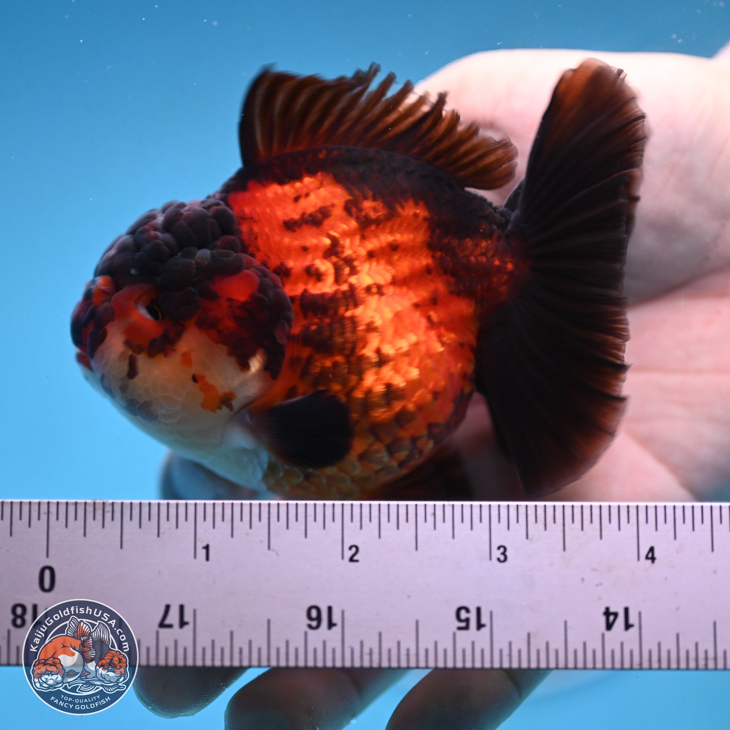 Apache YuanBao Oranda 3.25 inches Body - Male (250103_OR09) - Kaiju Goldfish USA