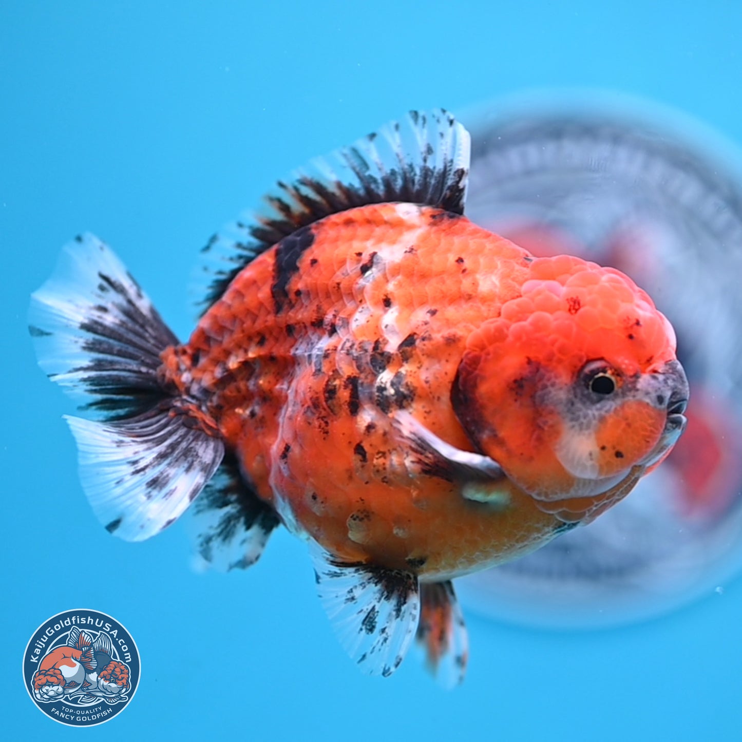 Shogun Tiger Oranda 4 inches Body - Male (250207_OR09)