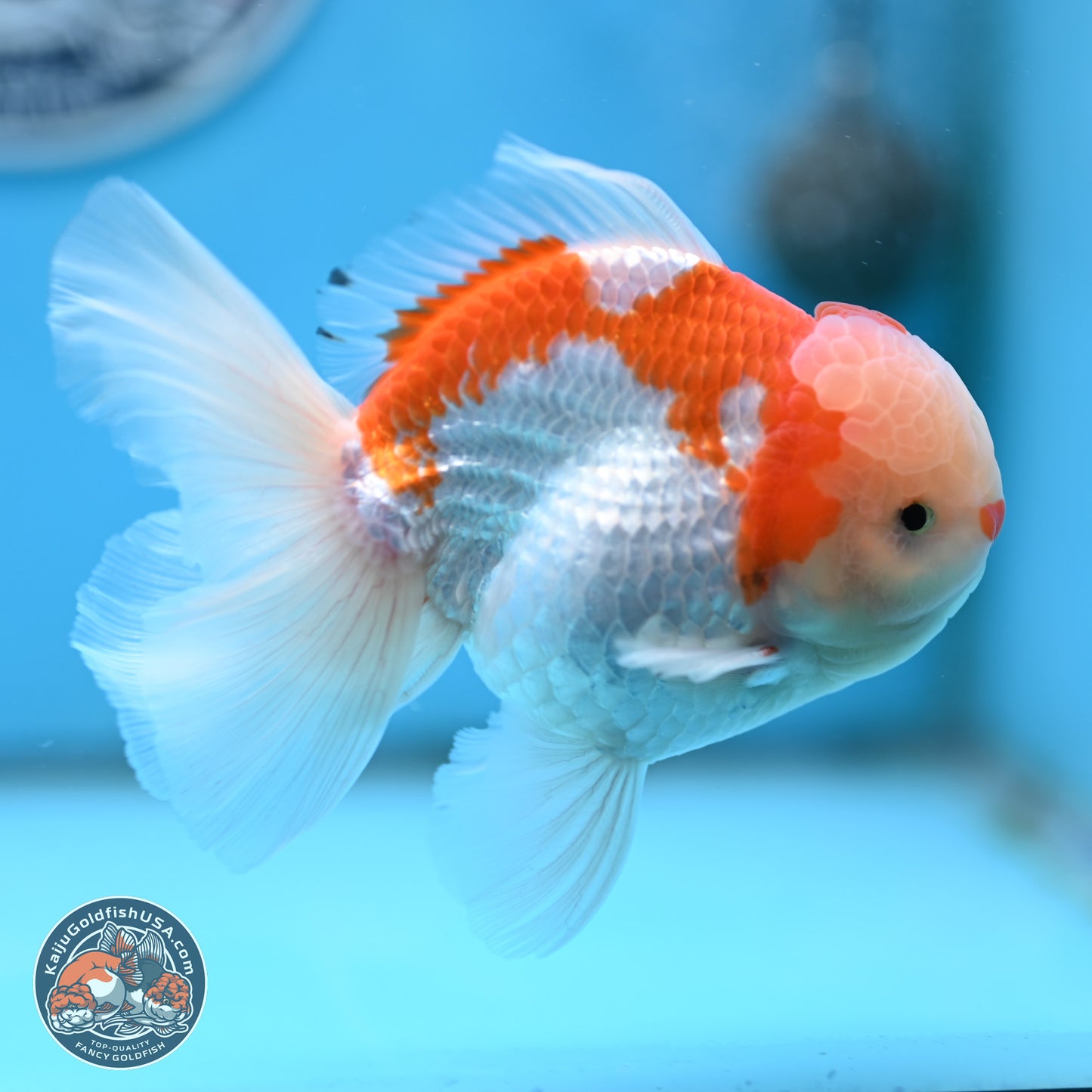Red White Rose Tail Oranda 4 inches Body - Male (250404_OR09)