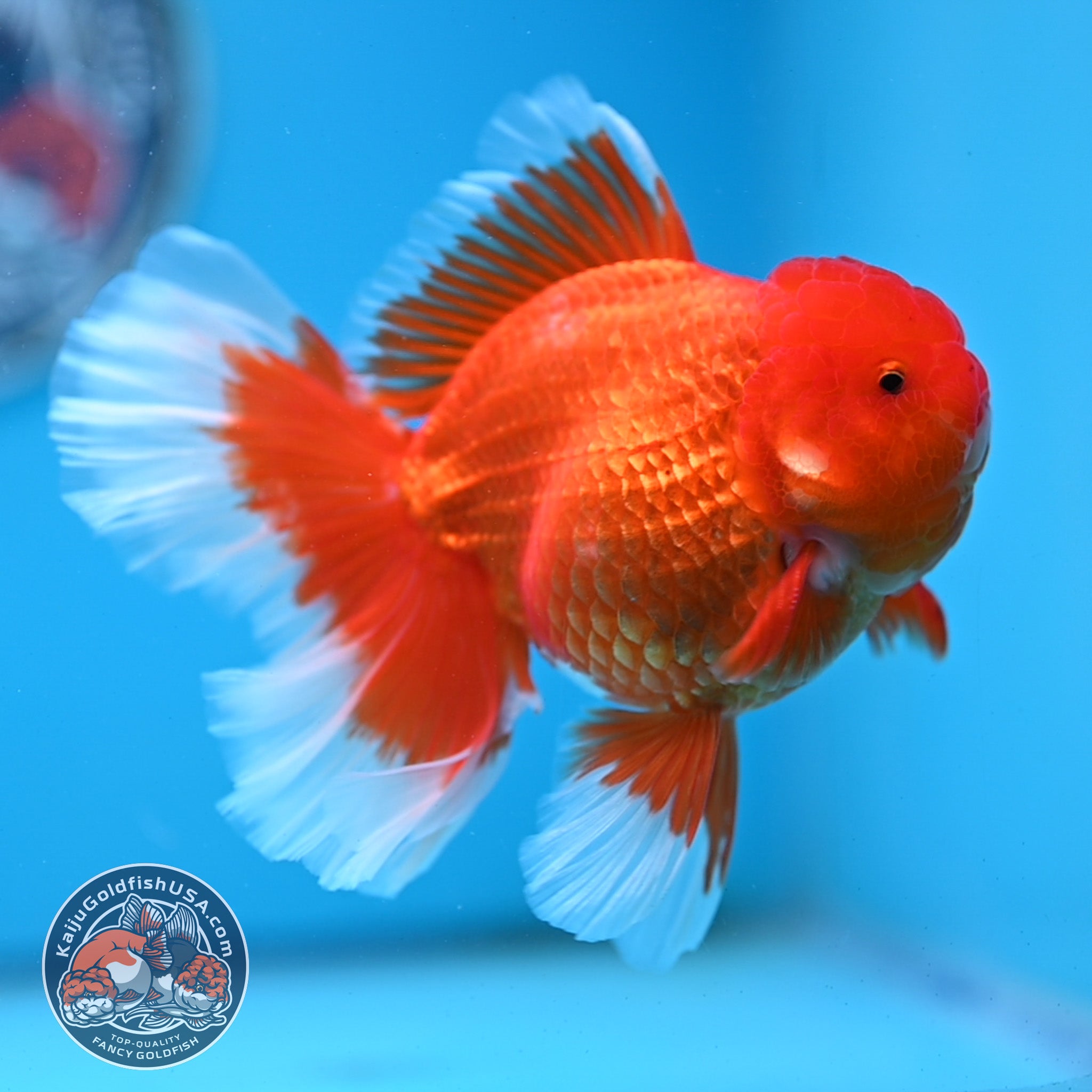 Orandea Red White Rose Tail Oranda Goldfish for Sale | Kaiju Goldfish USA