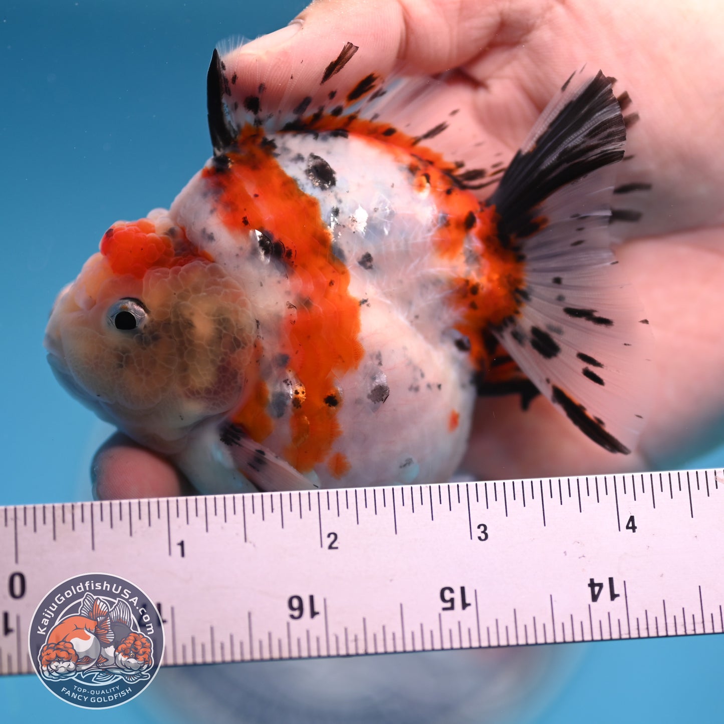 Shogun High Back Calico Oranda 3.5 inches Body (250530_OR09)